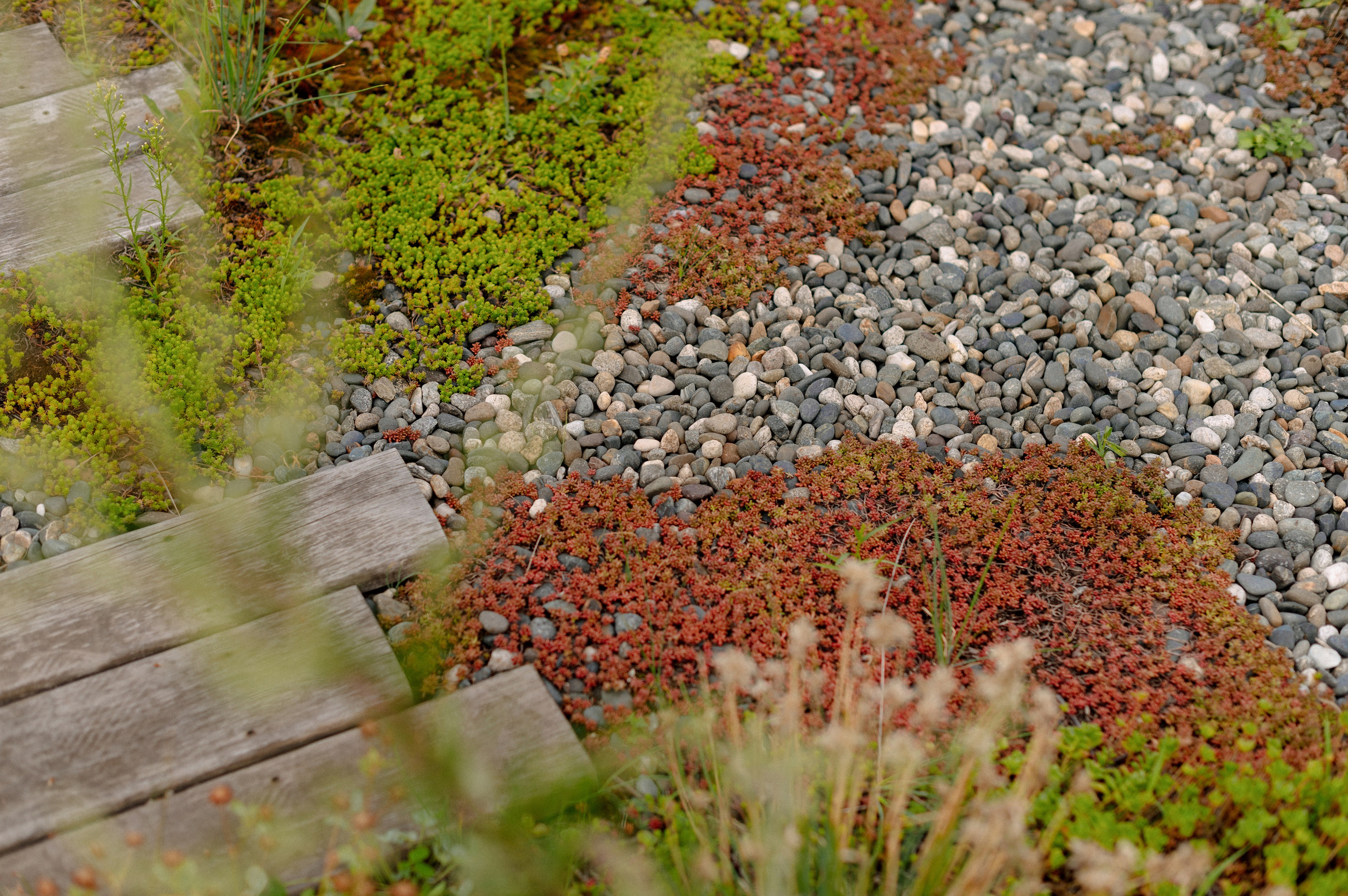 ДЖАЗ НА КРЫШЕ. Шашкова Вероника / Свадебный и семейный фотограф Москва и Ярославль