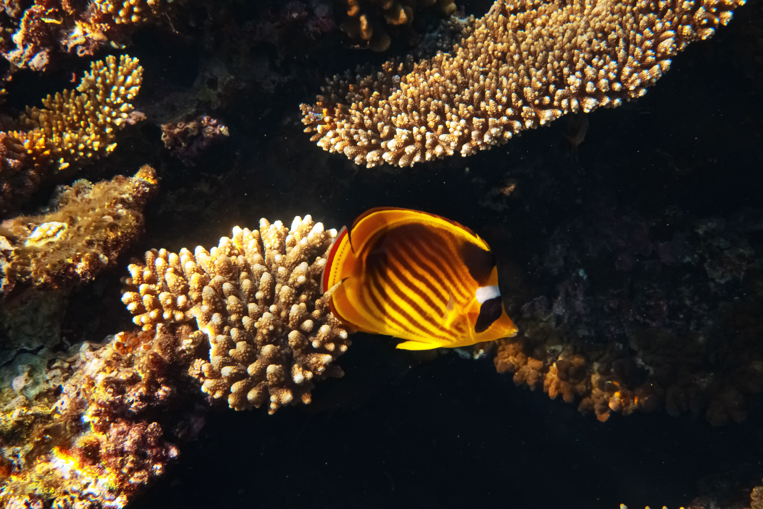 Fish. Фотограф Светлана Голицына