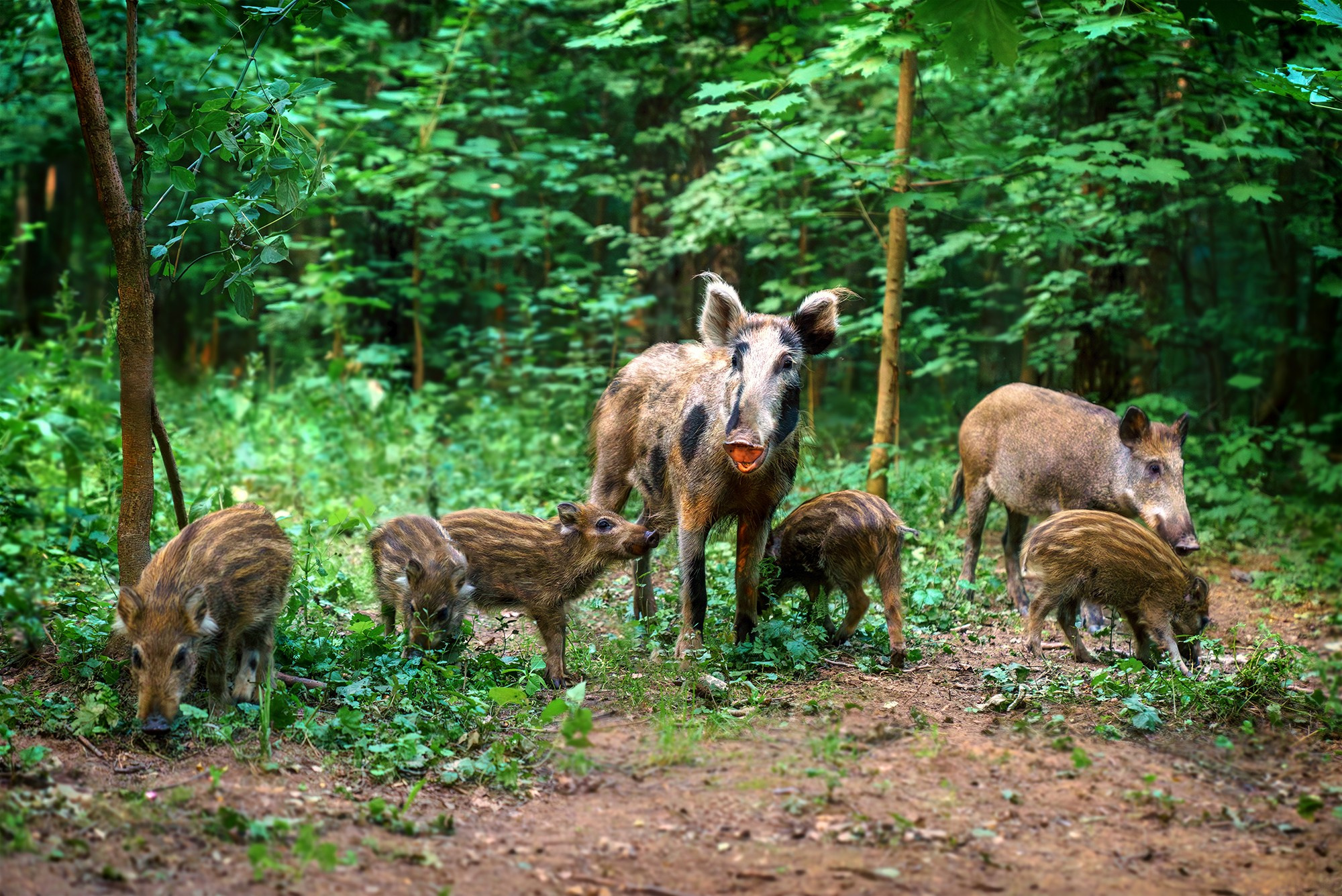 Животные. Ваш личный фотограф Марина Волкова