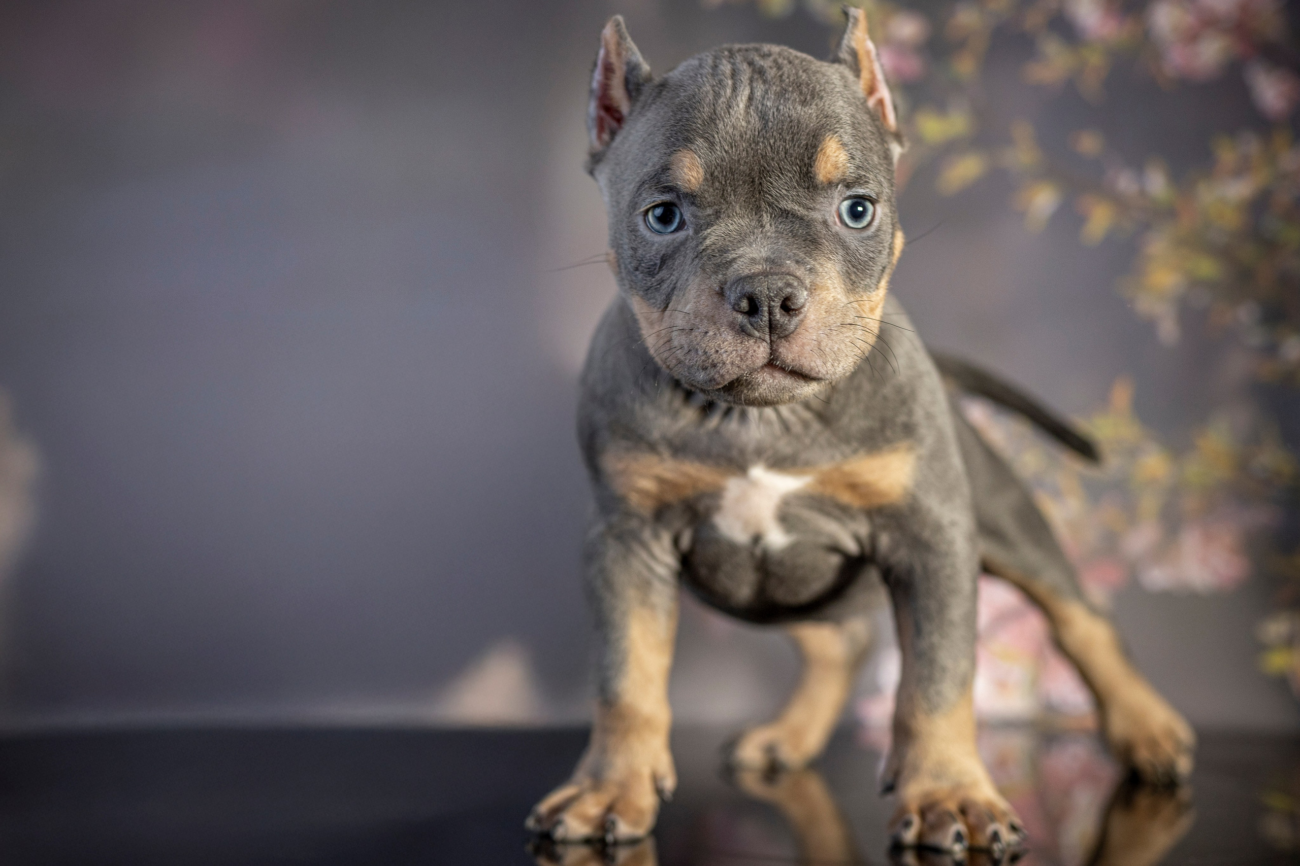 Щенки Булли. Фотограф анималист в Санкт-Петербурге Таша Крейв