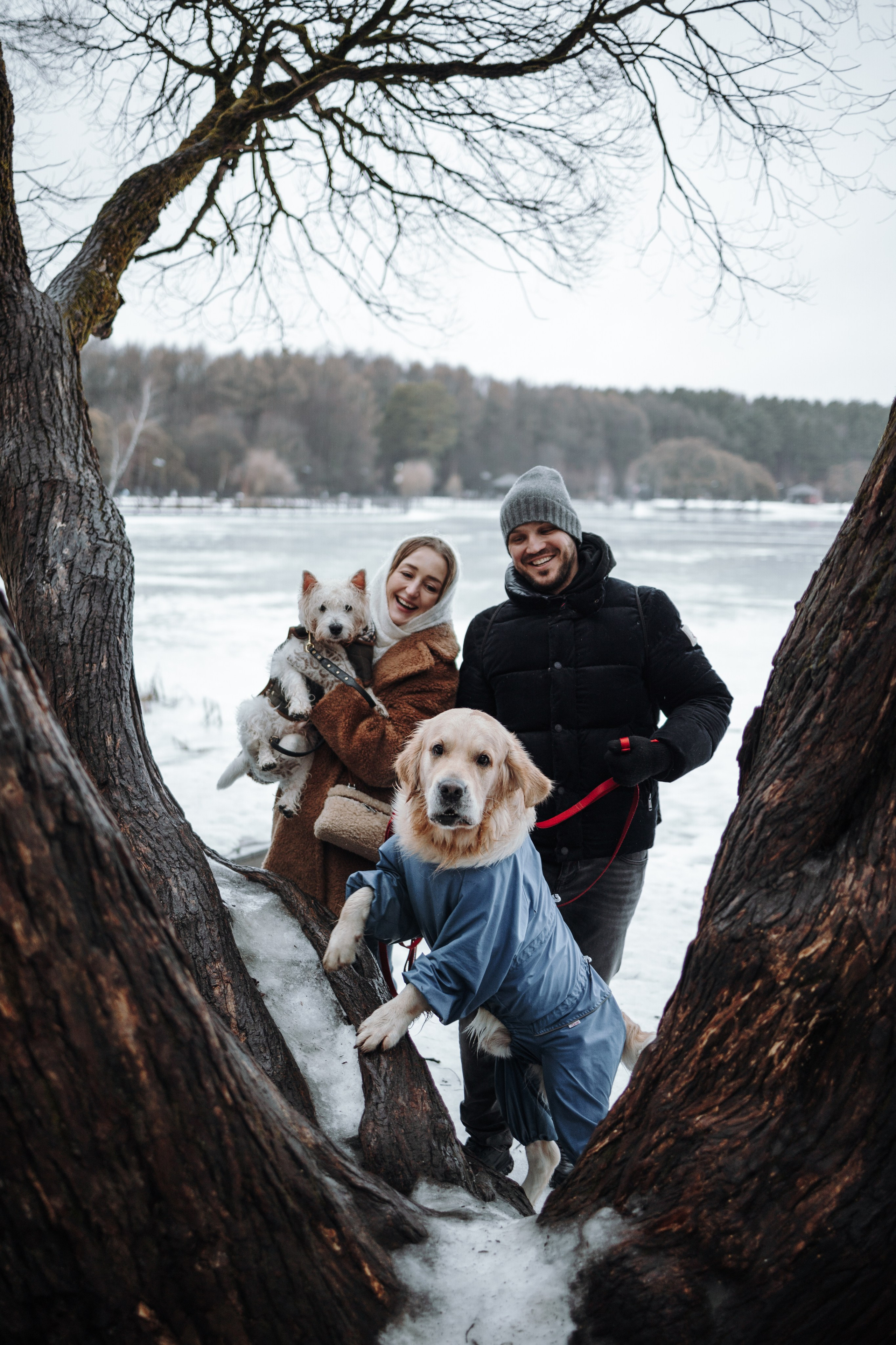 Шелби, Ватсон и ребята. Фотограф — Анималист | Санкт-Петербург