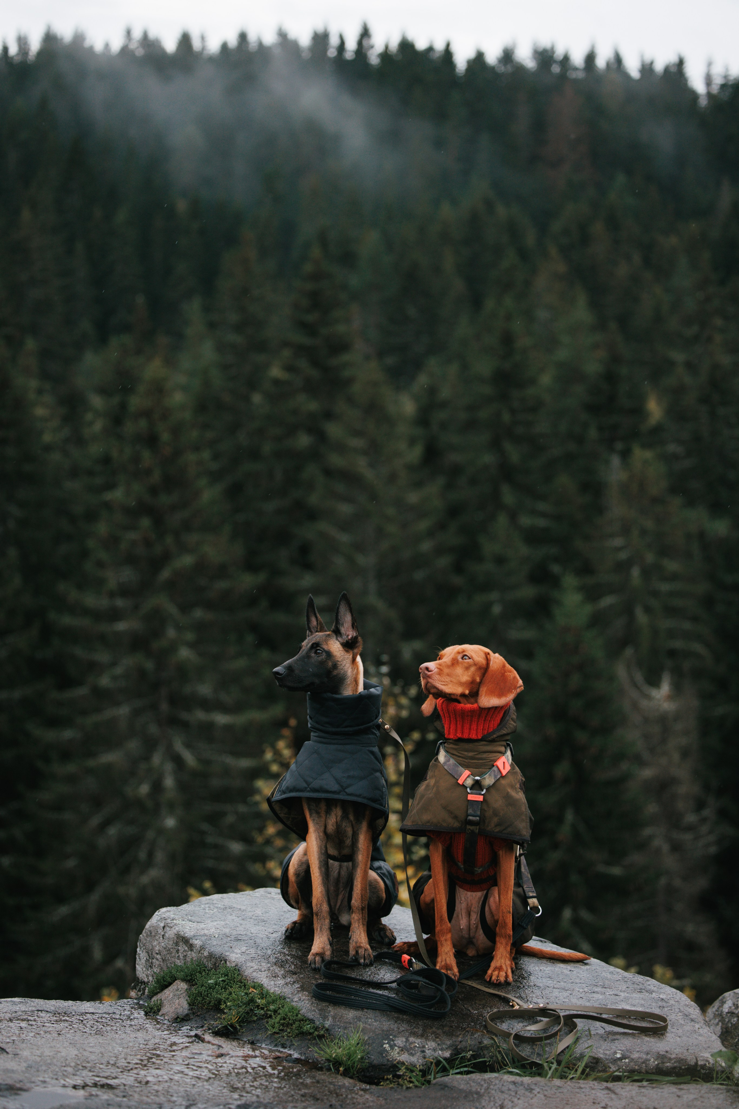 Одежда для собак Bravehound. Фотограф анималист Осипчикова Мария