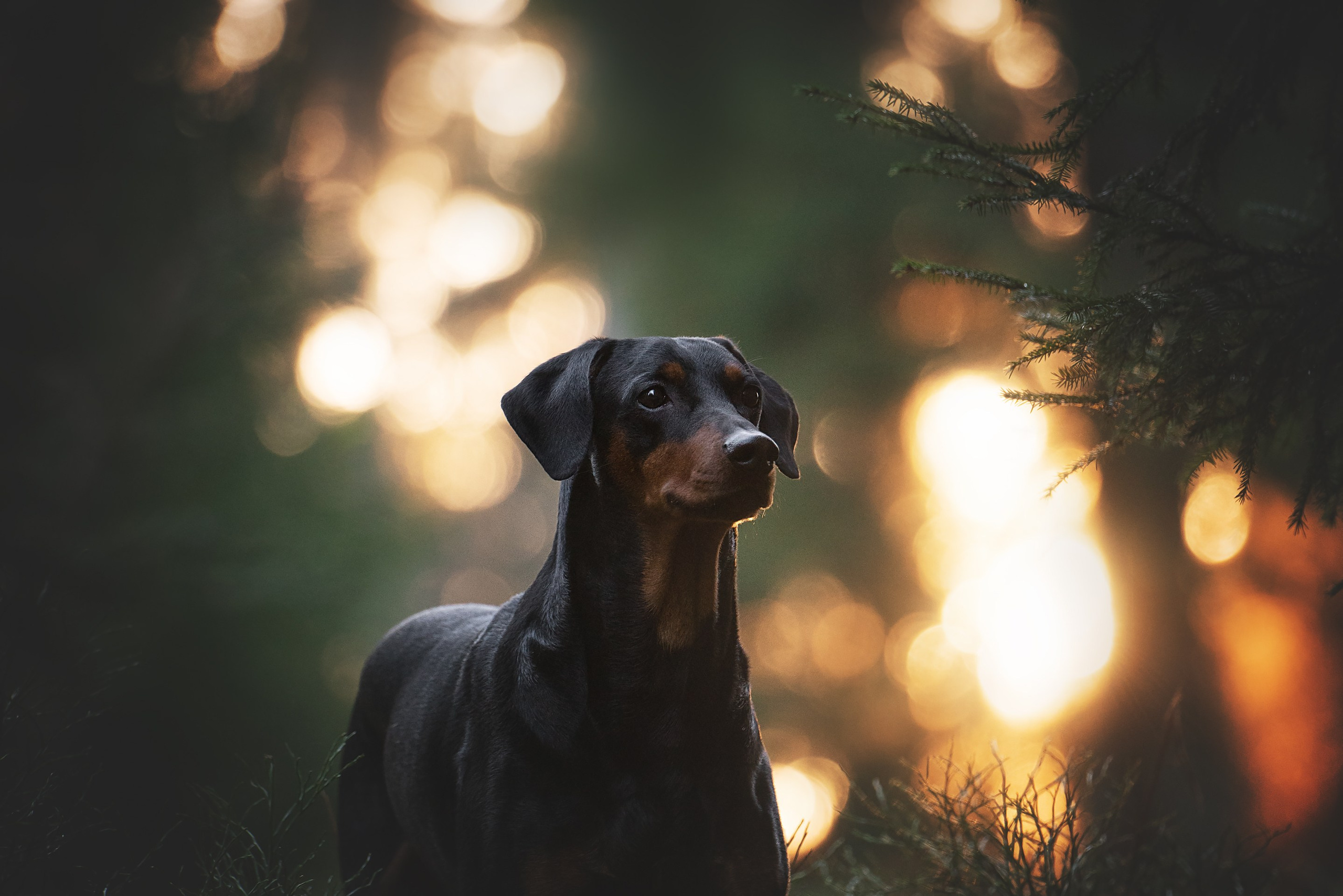 Реми. Фотограф анималист Осипчикова Мария