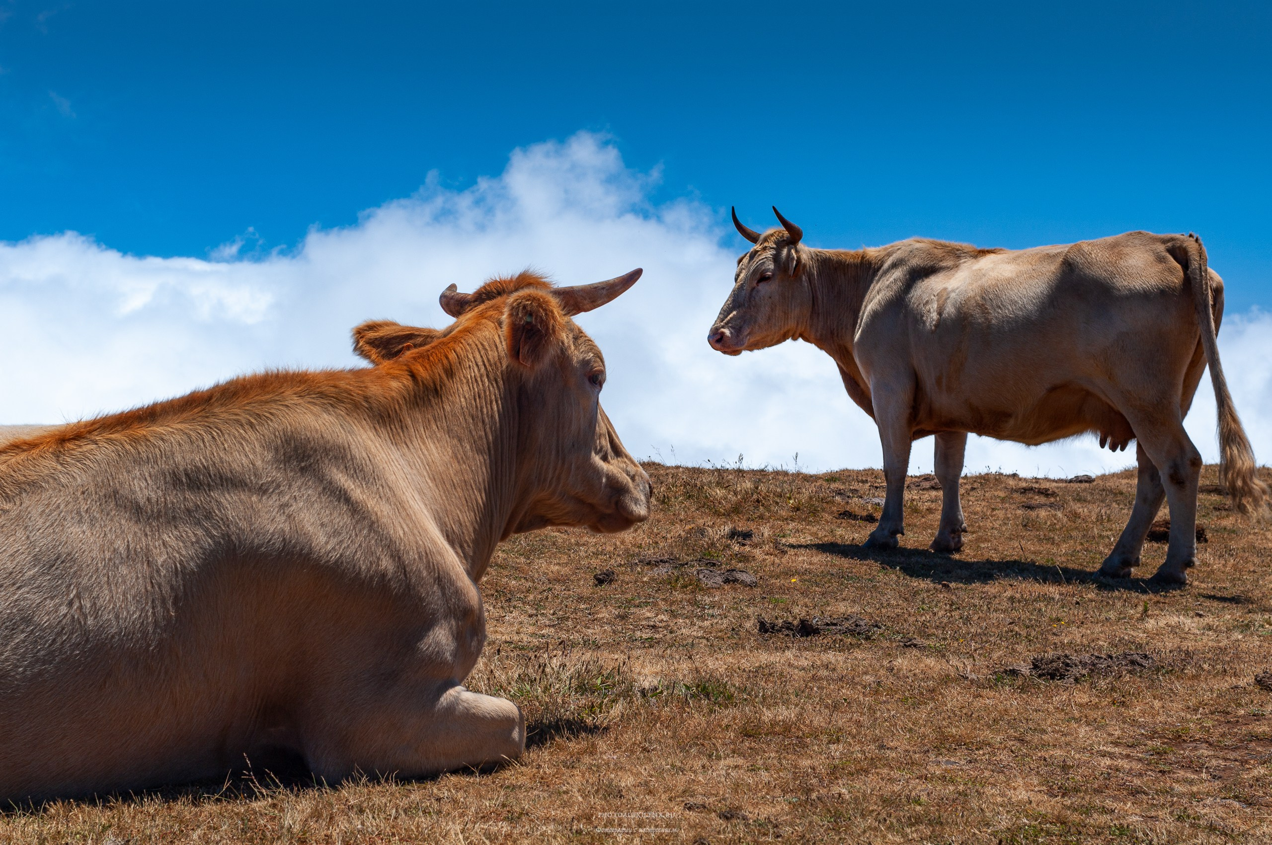 Решающий момент. Авторские стильные фотокартины