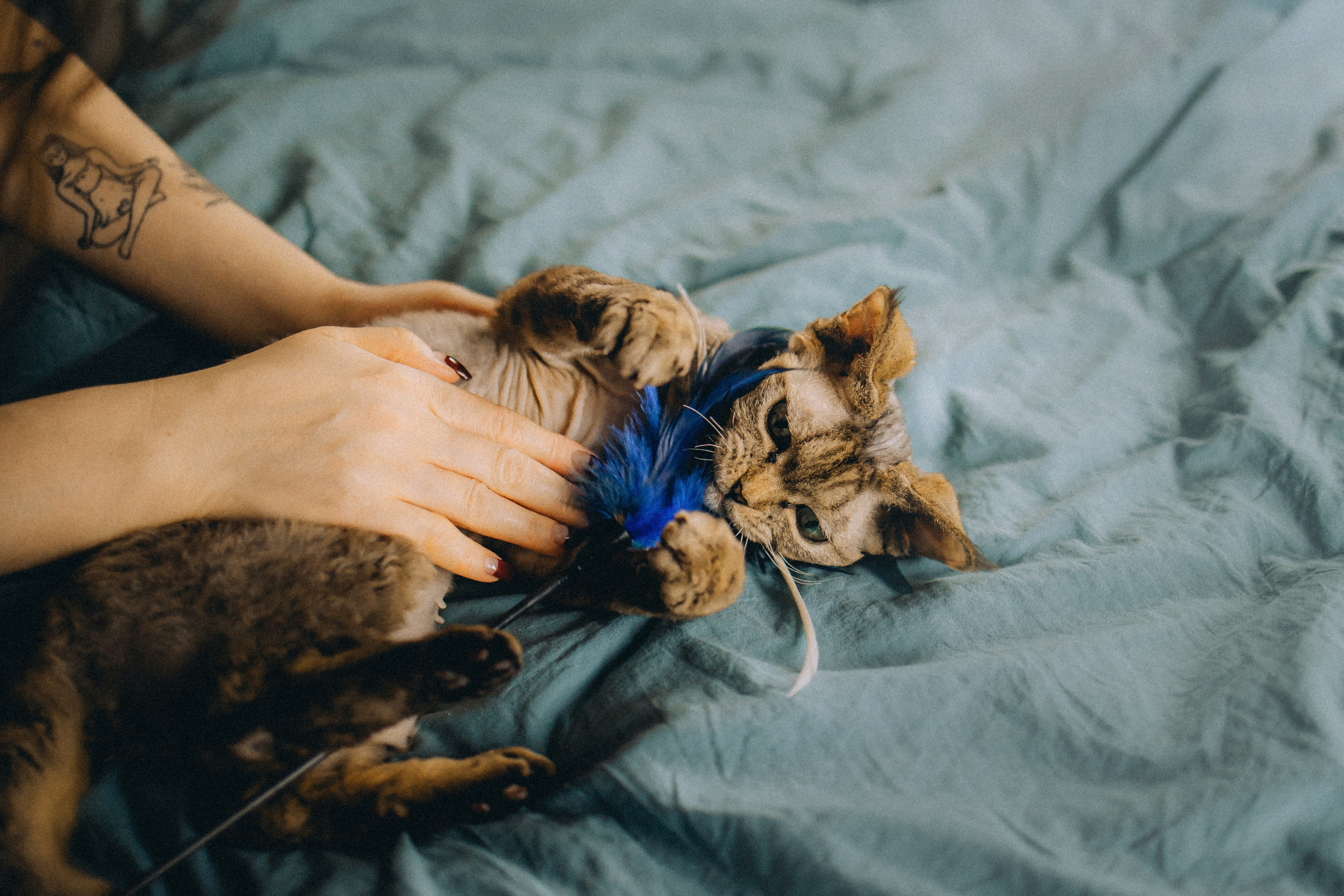 Гречка, Ковш и их семья