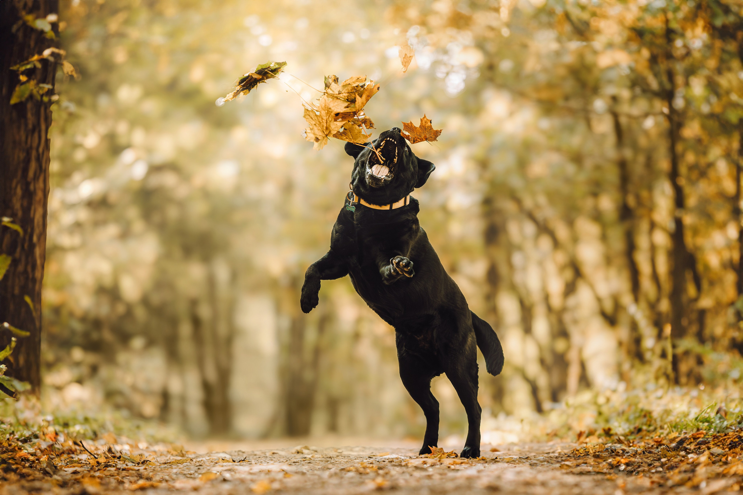 Лабрадор Честер и его семья