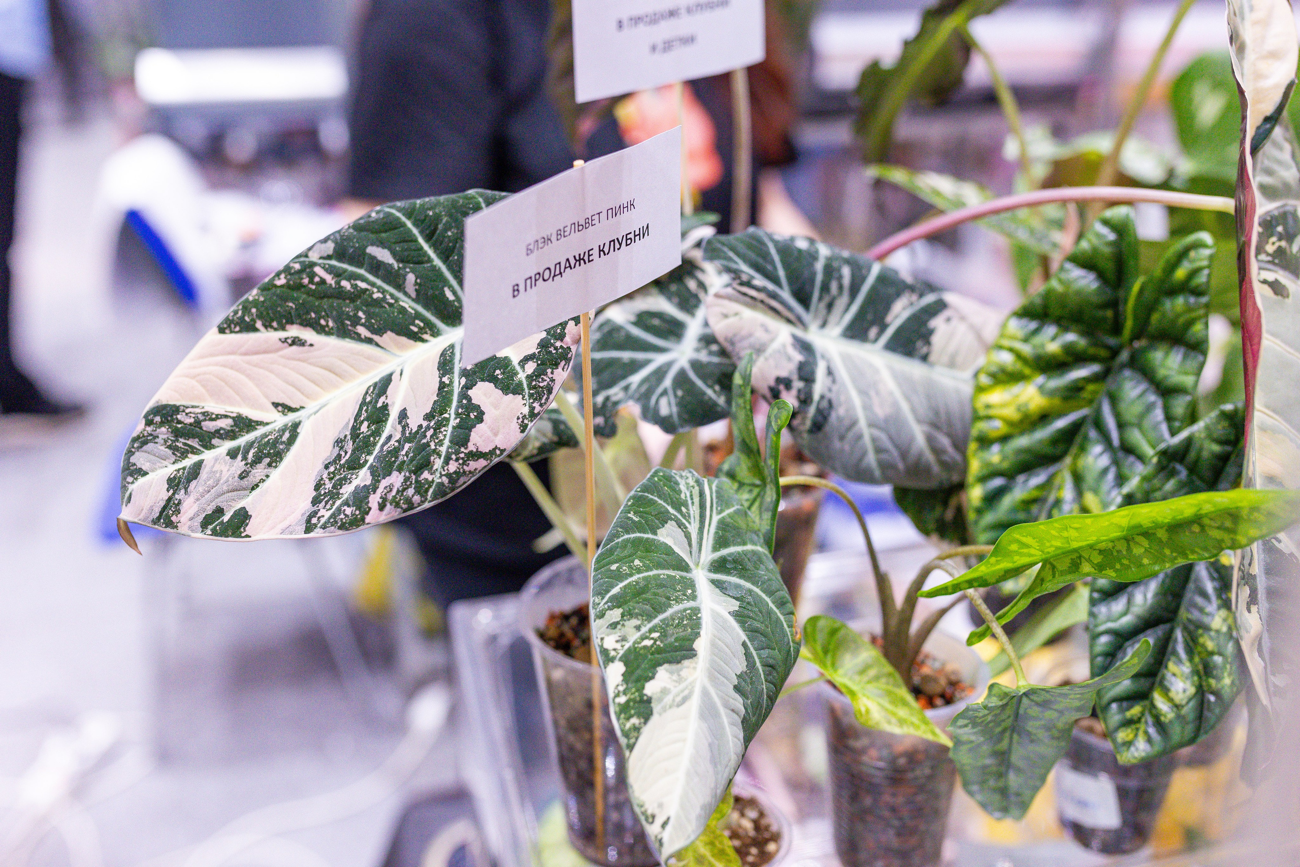 Орхидиум 12.2025. Александра Куликова фотограф, Москва