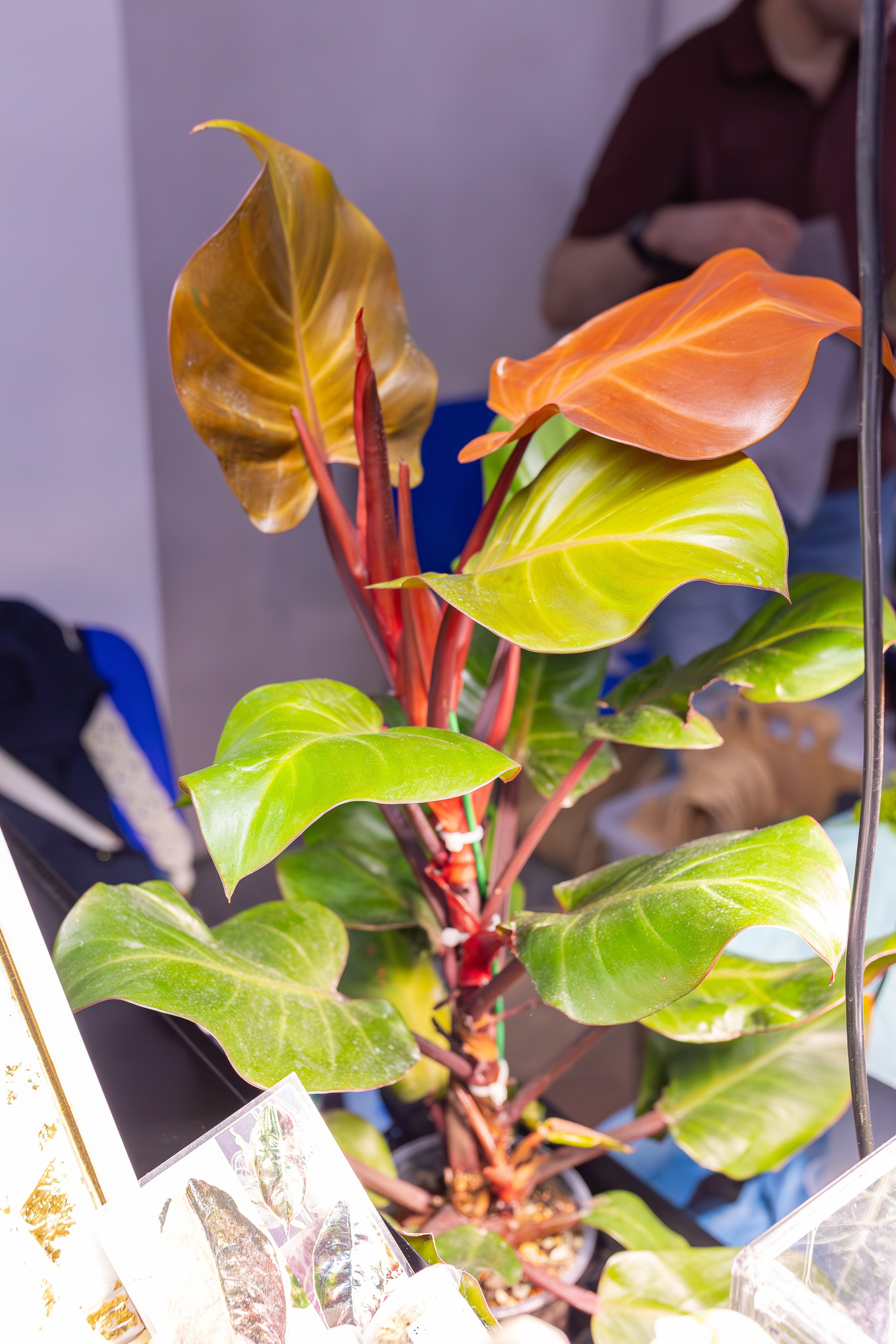 Монстериум апрель 2026. Александра Куликова фотограф, Москва