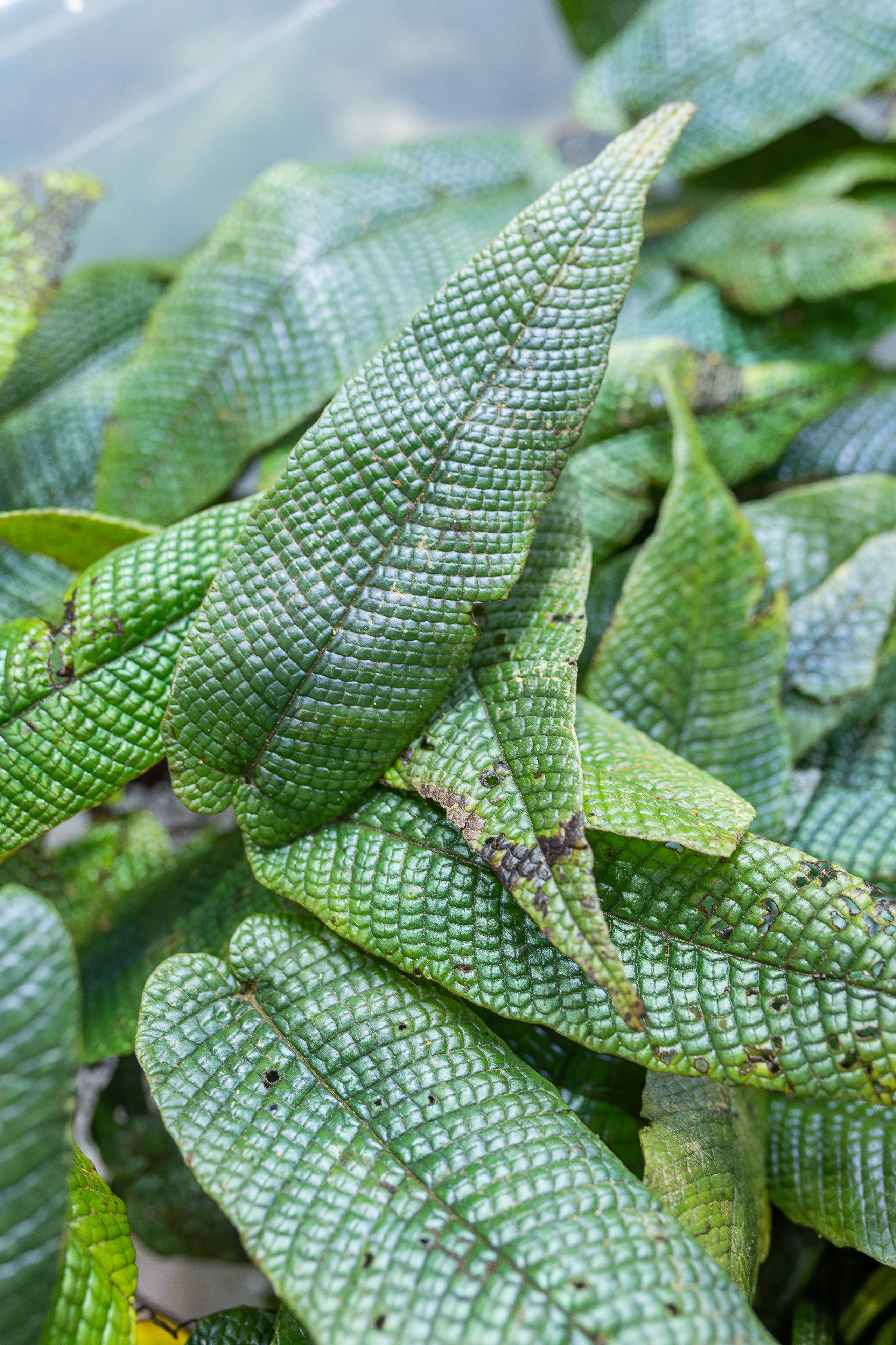 Монстериум апрель 2026. Александра Куликова фотограф, Москва