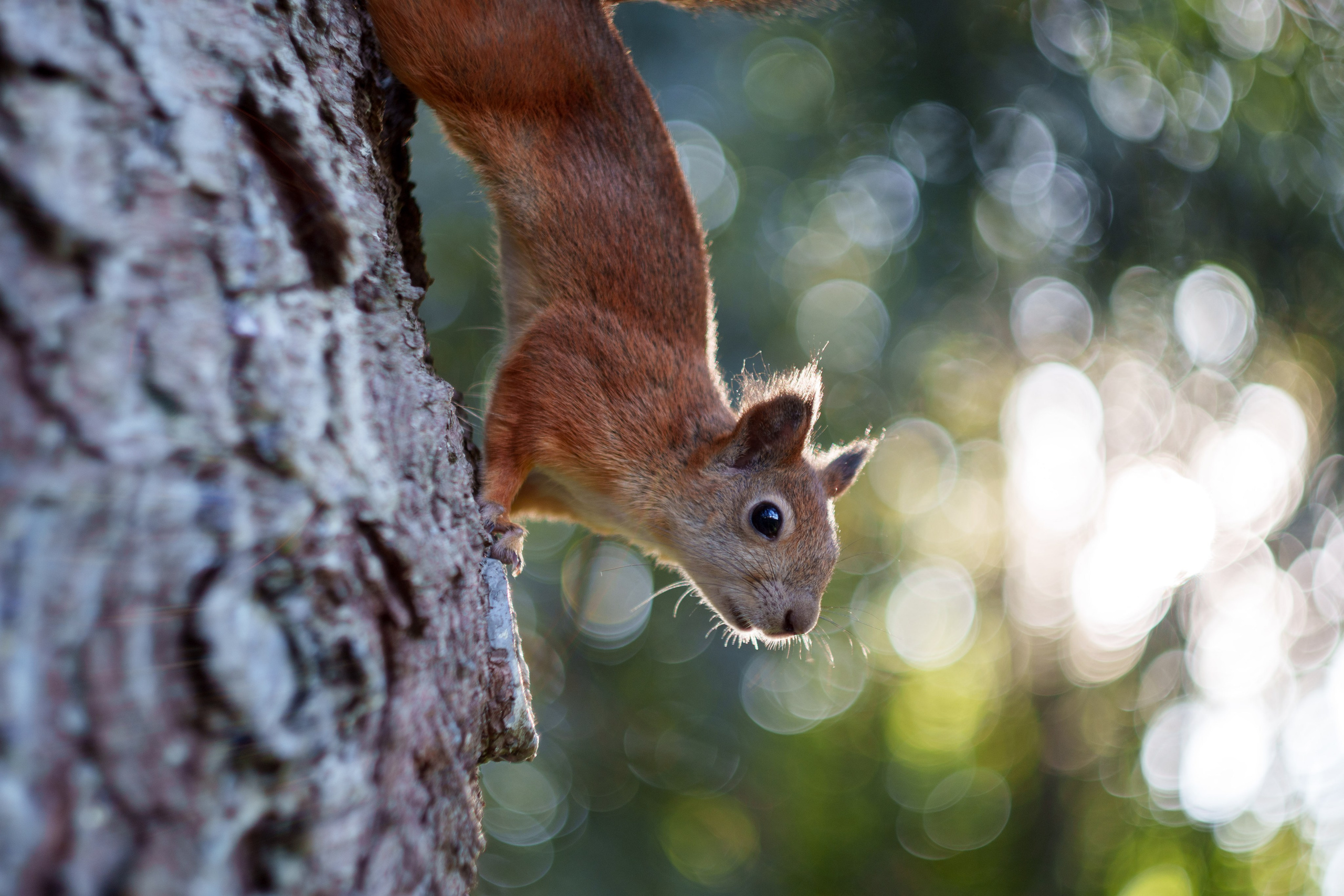 Животные. Фотограф в Санкт-Петербурге Ибрагимова Алина