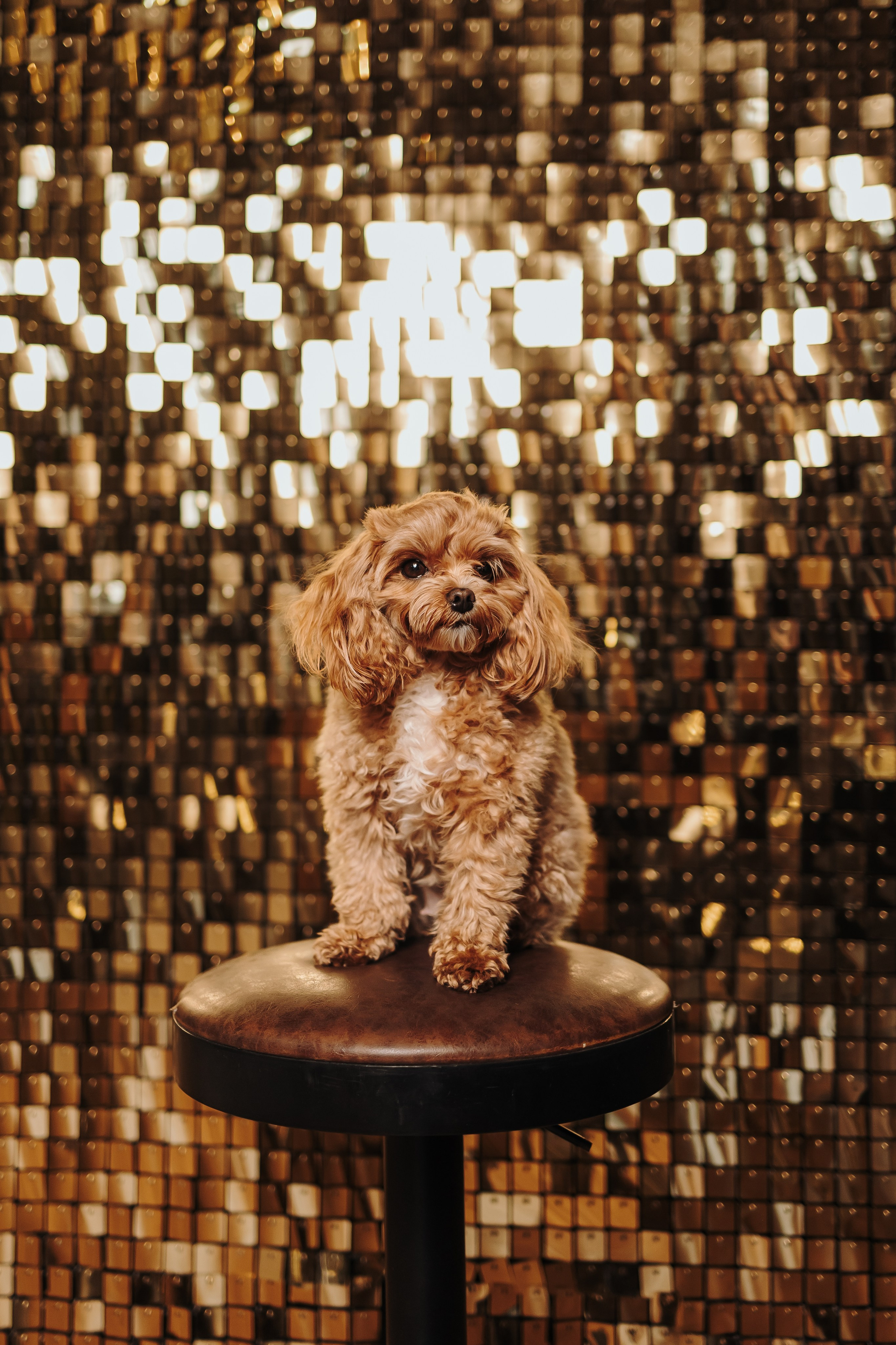 Груминг. Фотограф-анималист в Санкт-Петербурге Алина Яхонт