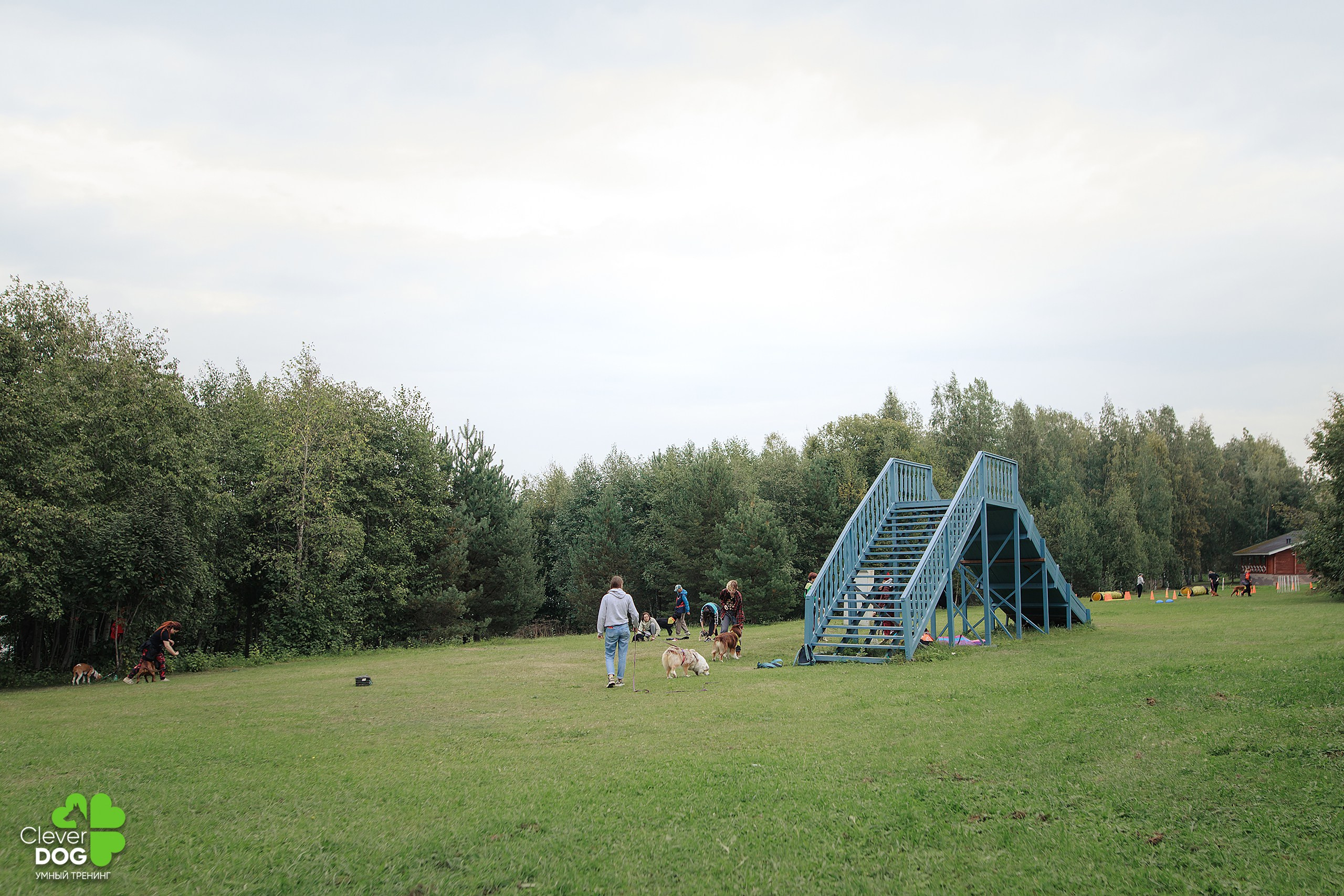 Кинологический лагерь CleverDog, 2024. Фотограф-анималист Mary Mart — Москва, Питер