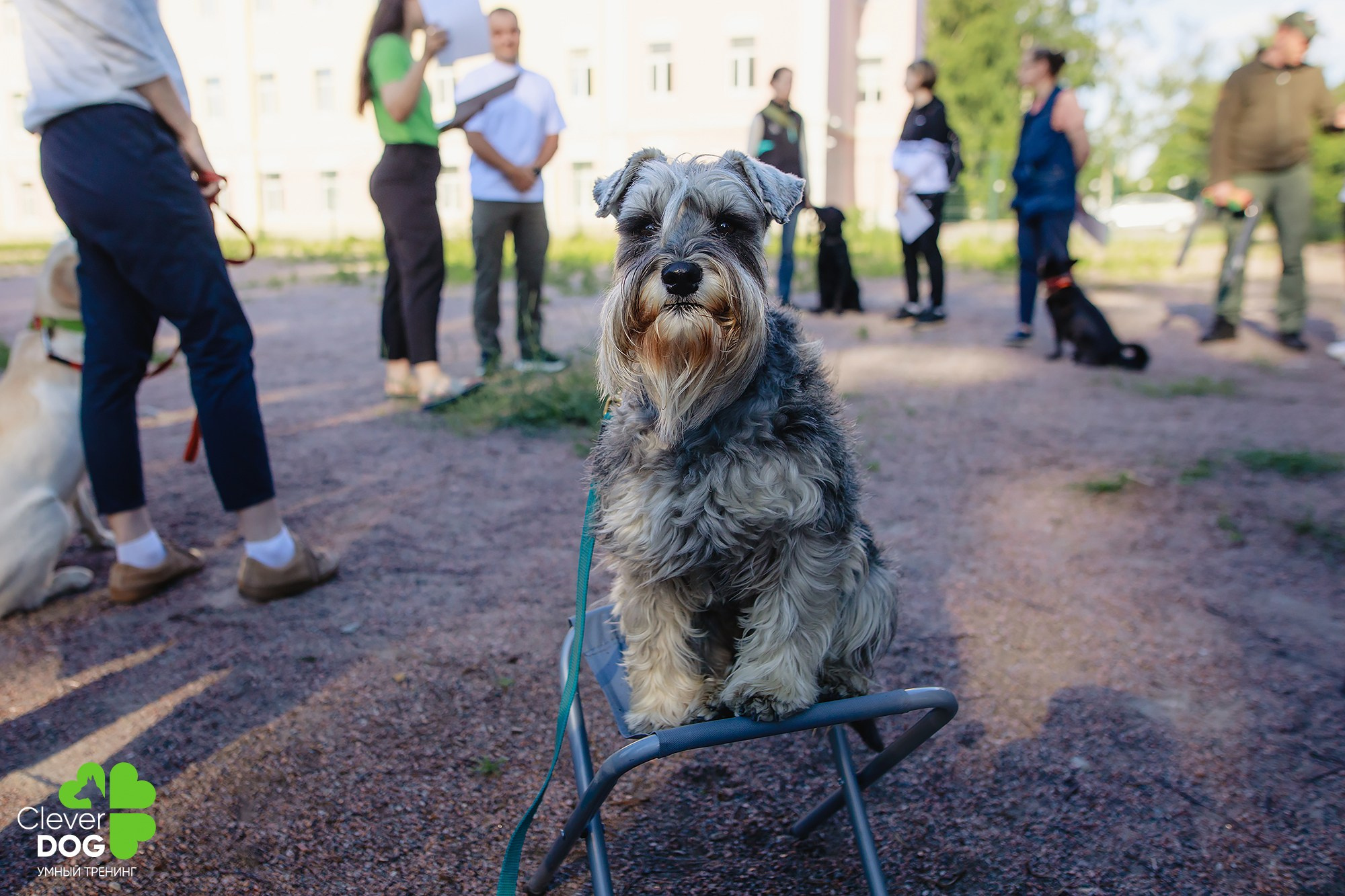 Семинар по поиску запаха с Иваном Ломовым, организатор CleverDog, СПб. Фотограф-анималист Mary Mart — Москва, Питер