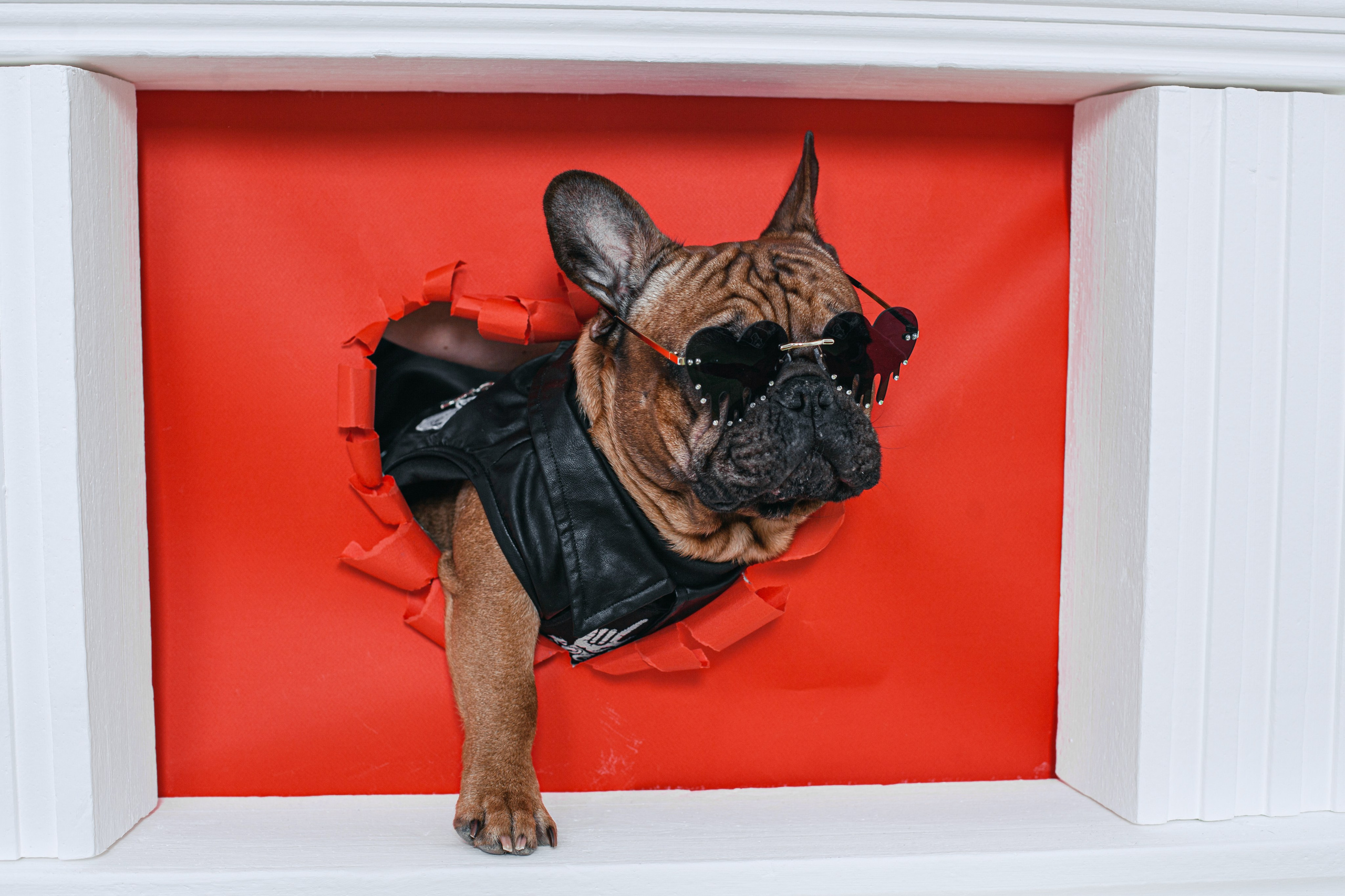 Пижамная вечеринка французских бульдогов и их хозяев. Фотограф-анималист Татьяна Степанова