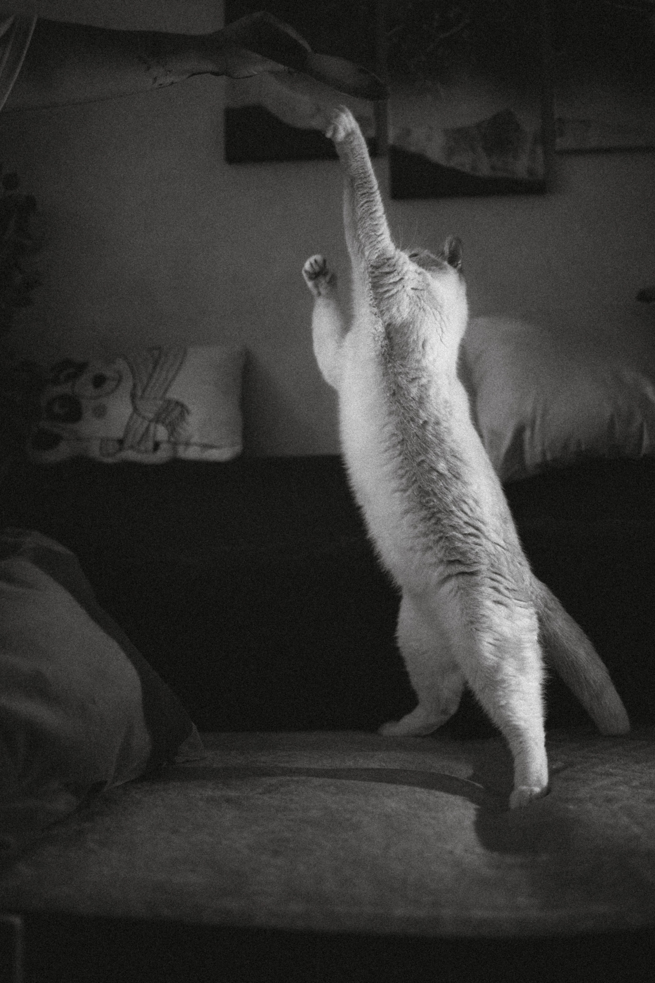 Топик и его семья