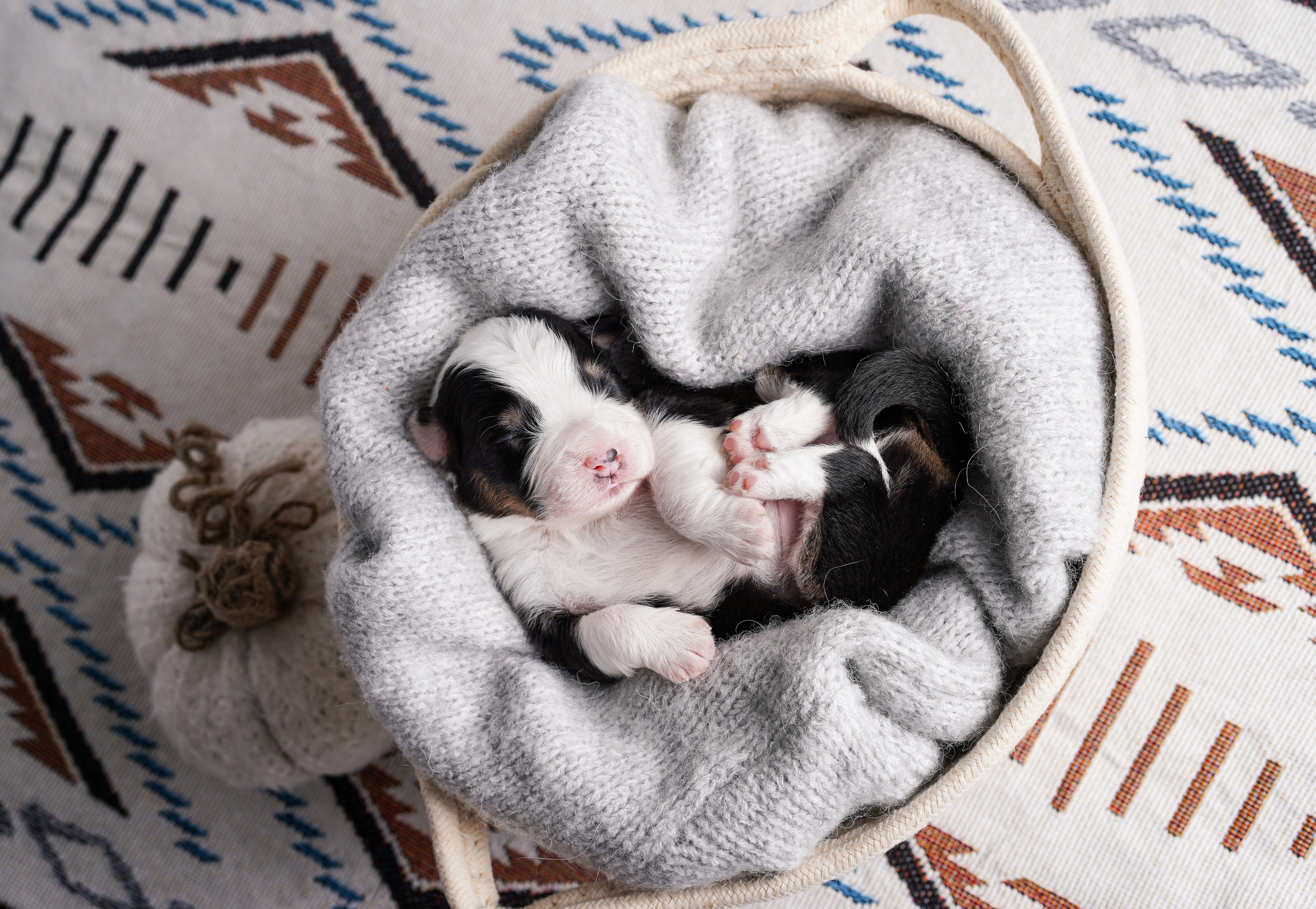 Щенки аусси. Фотограф-анималист в Санкт-Петербурге Яна Мартынова