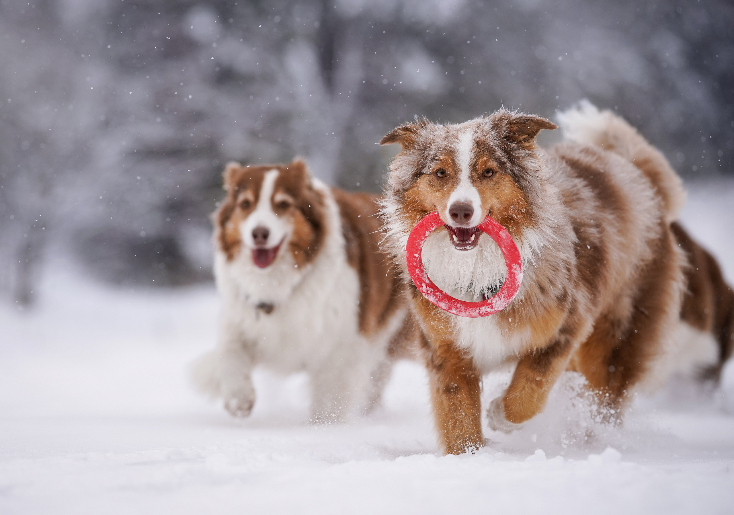 Красно-рыжая банда. Фотограф-анималист в Санкт-Петербурге Яна Мартынова