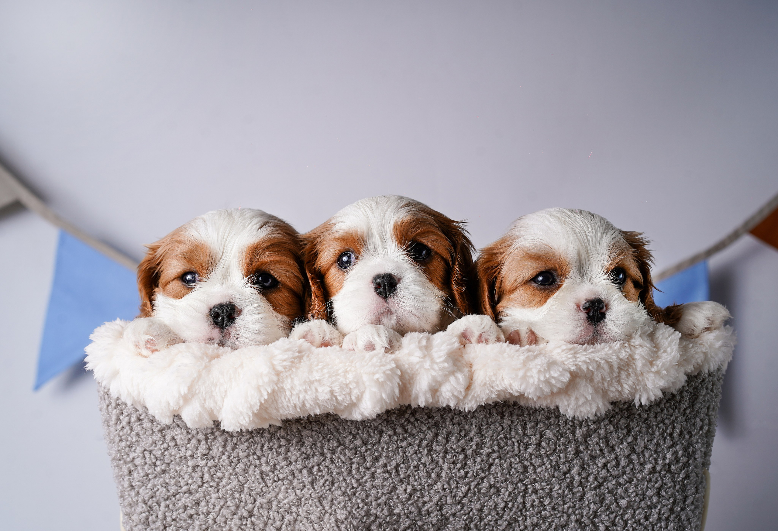 Щенки кавалер кинг чарльз спаниеля. Фотограф-анималист в Санкт-Петербурге Яна Мартынова