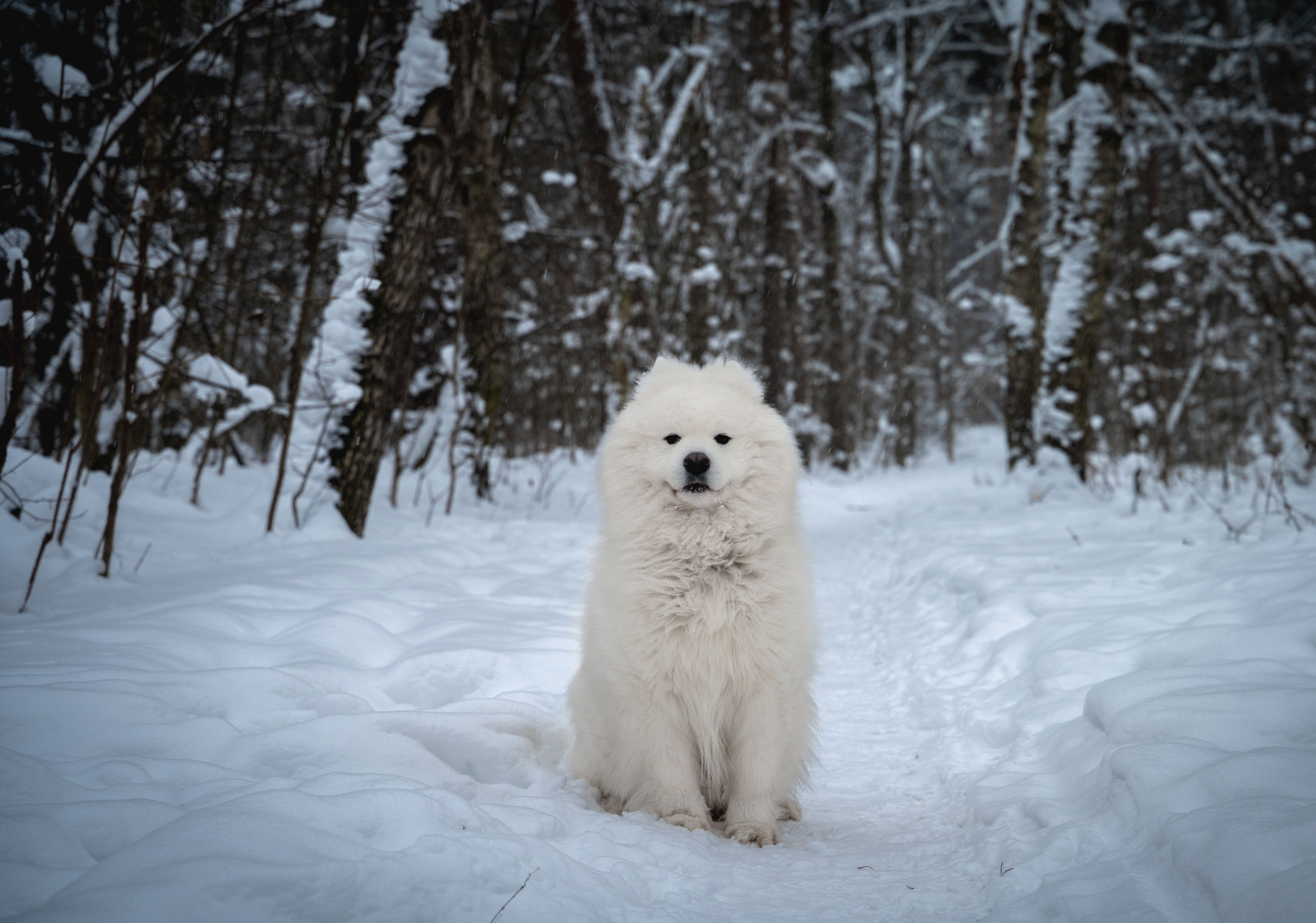 Прогулка с собакой. Зима, лес, Москва. Vadim Nevenglovskii Фотограф в разных жанрах