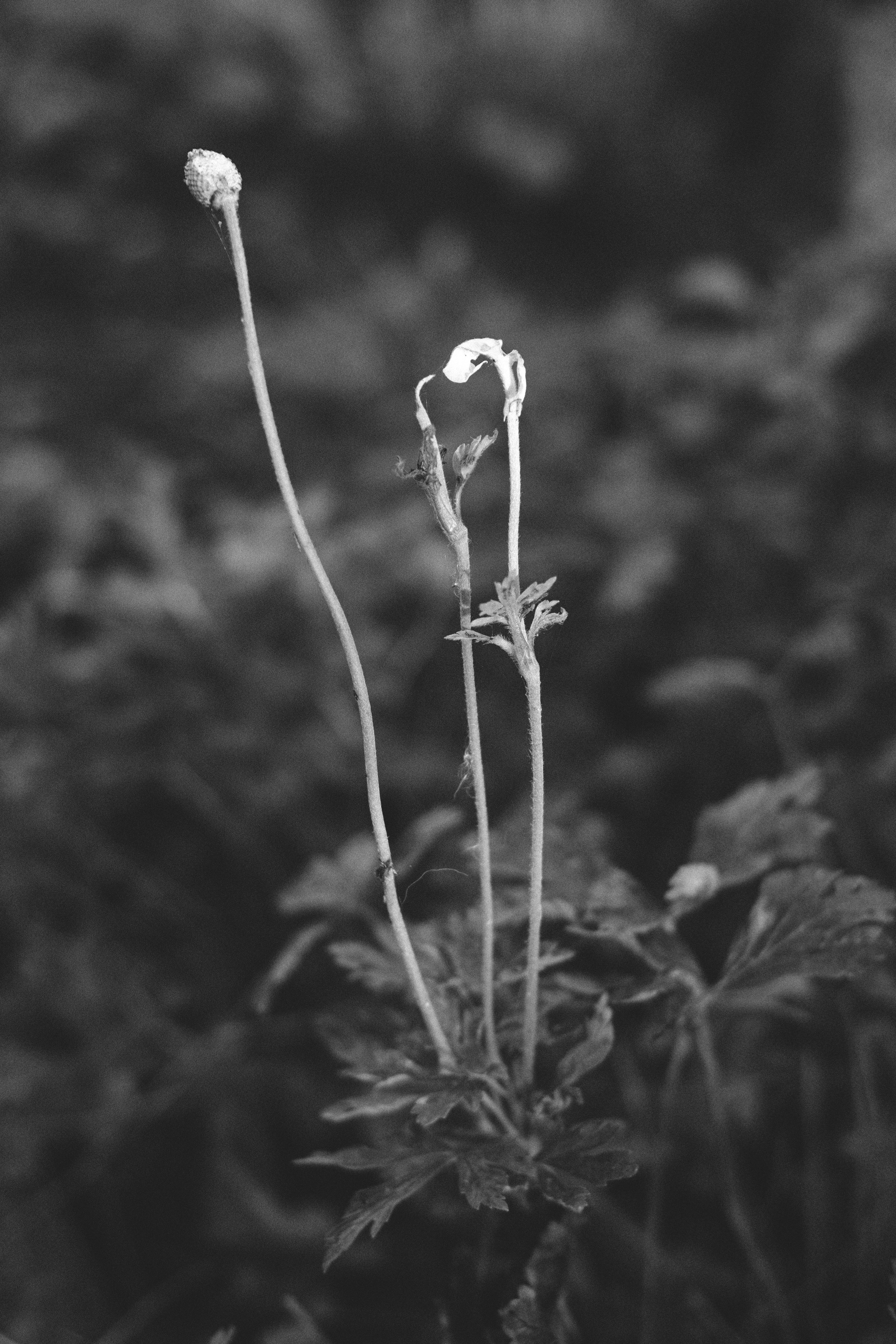 Жизнь сада. Works