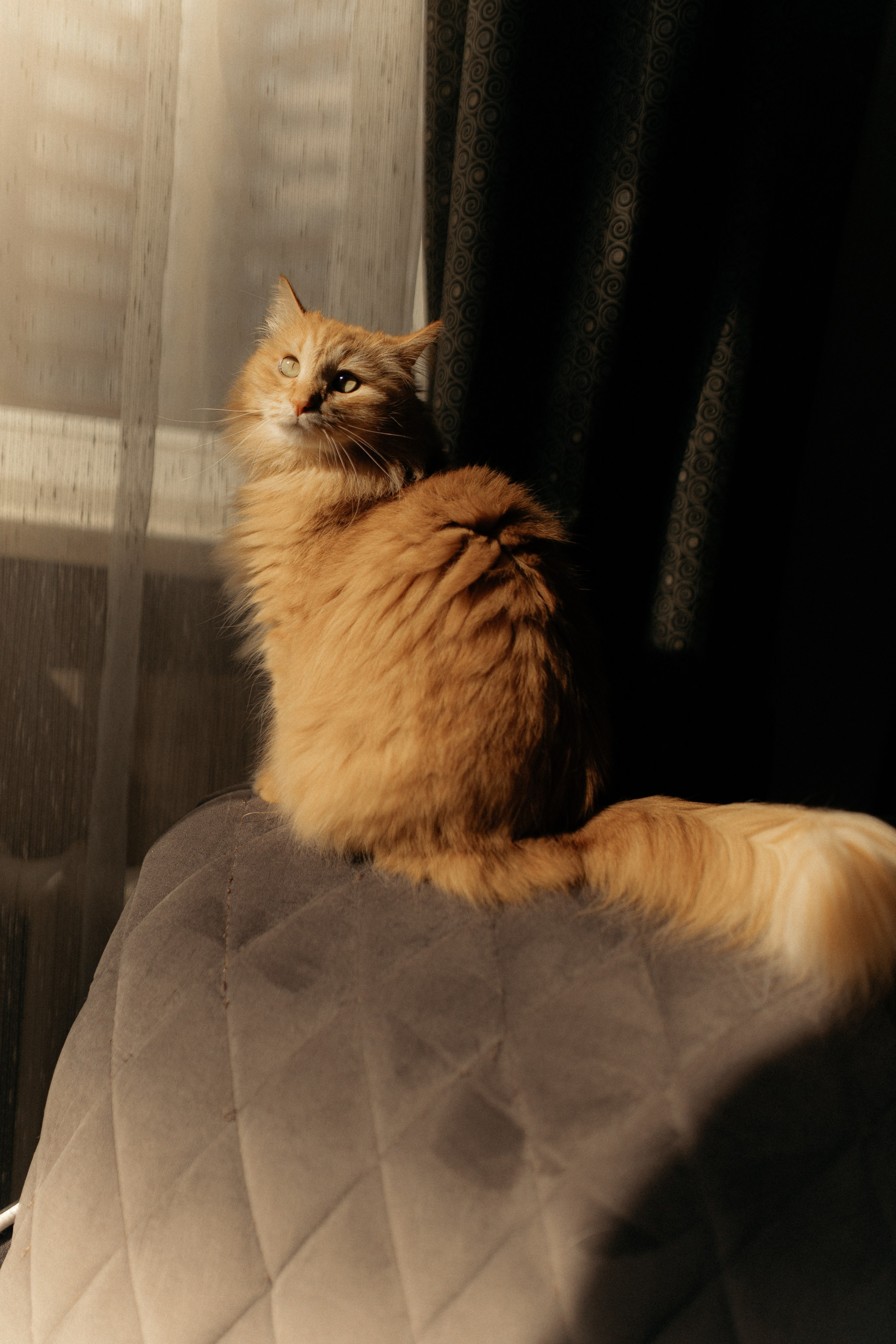 Алиса. DARYA.BELKINA