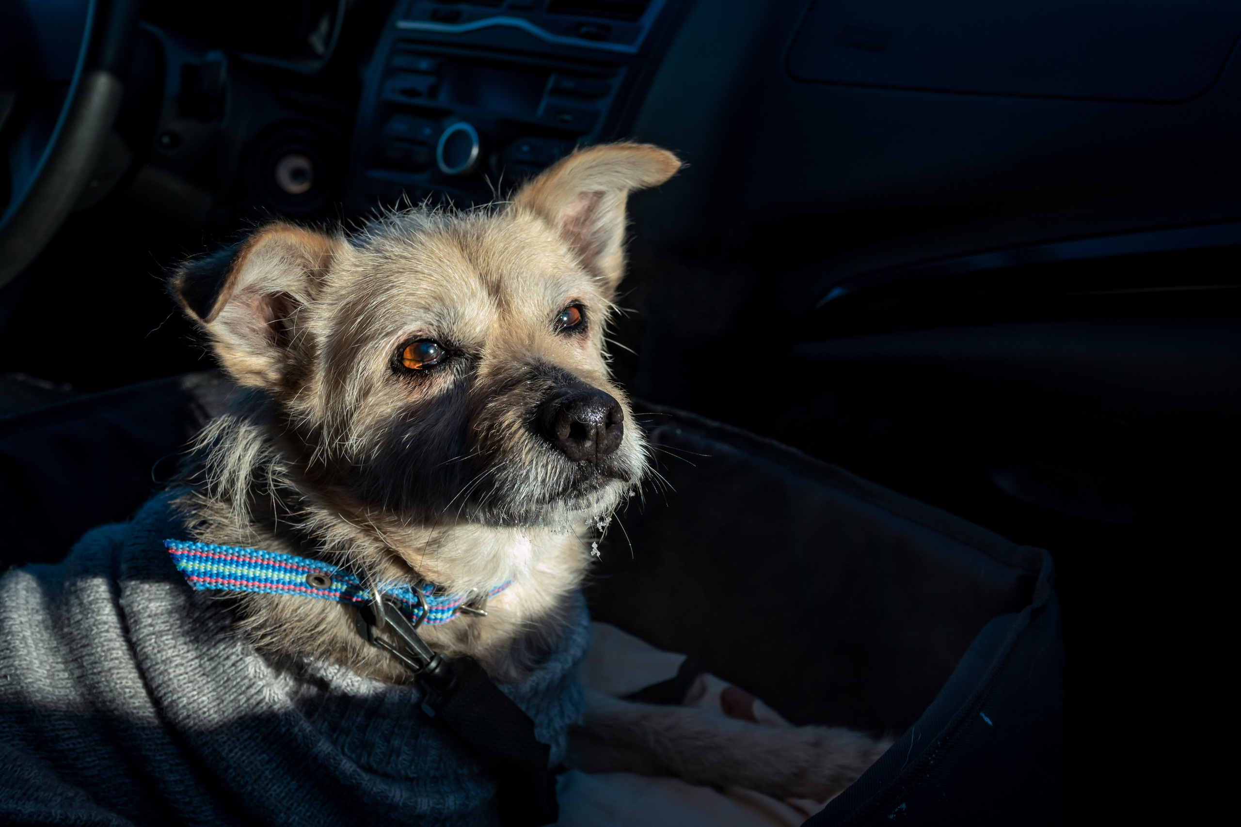 Ёжик. Фотограф-анималист в Москве Юлия Лайхо