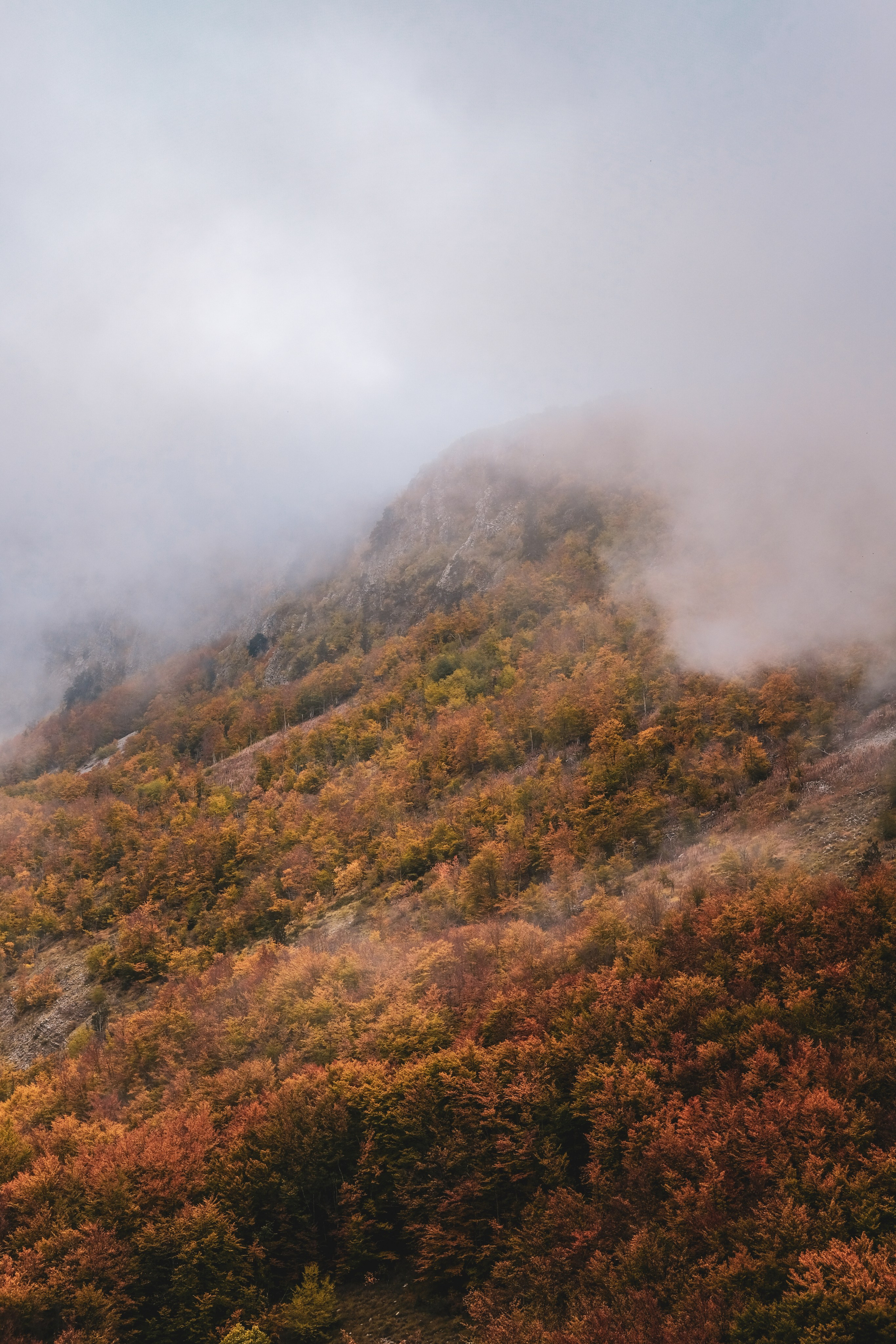 Черногория. Zenizza