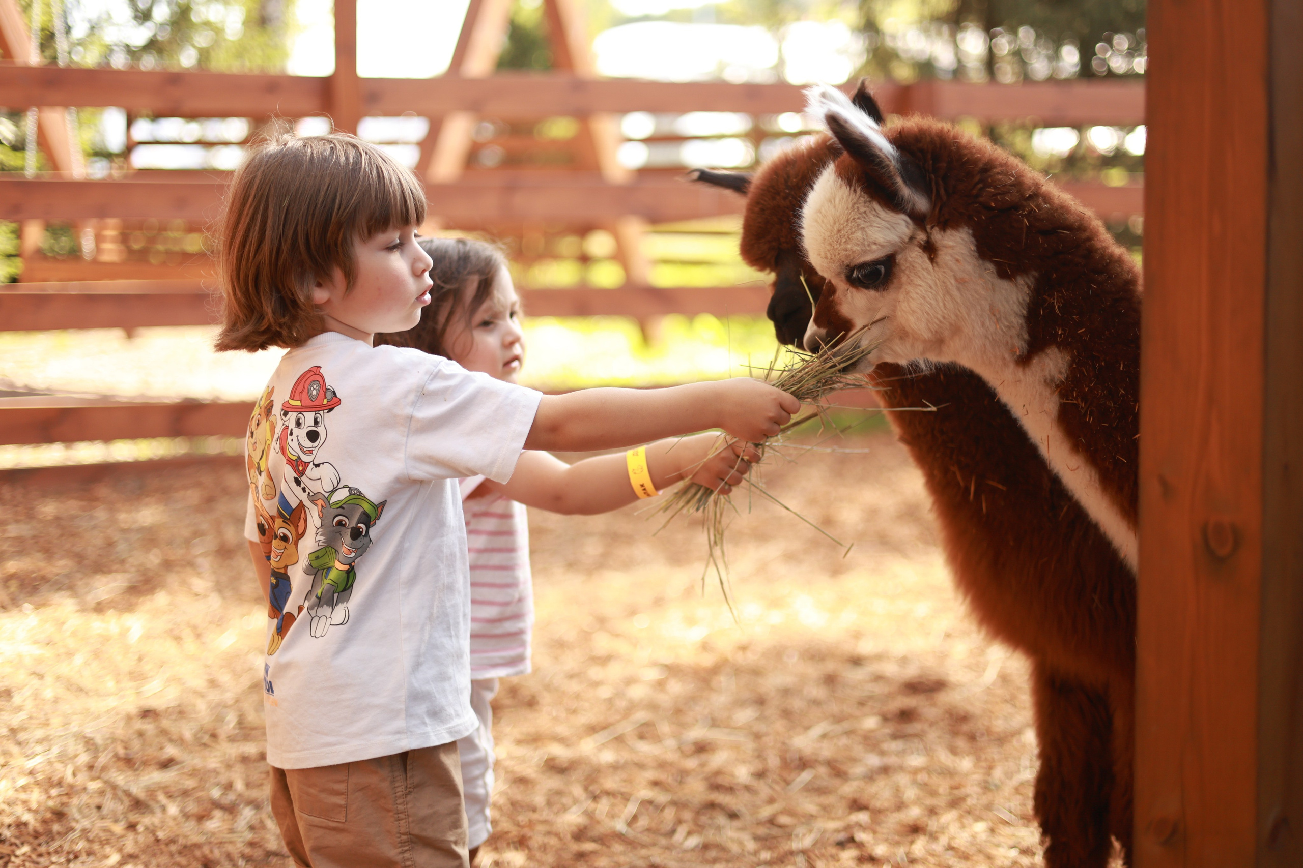 Парк альпак. Фотосервис курорта «Охта Парк­­­»
