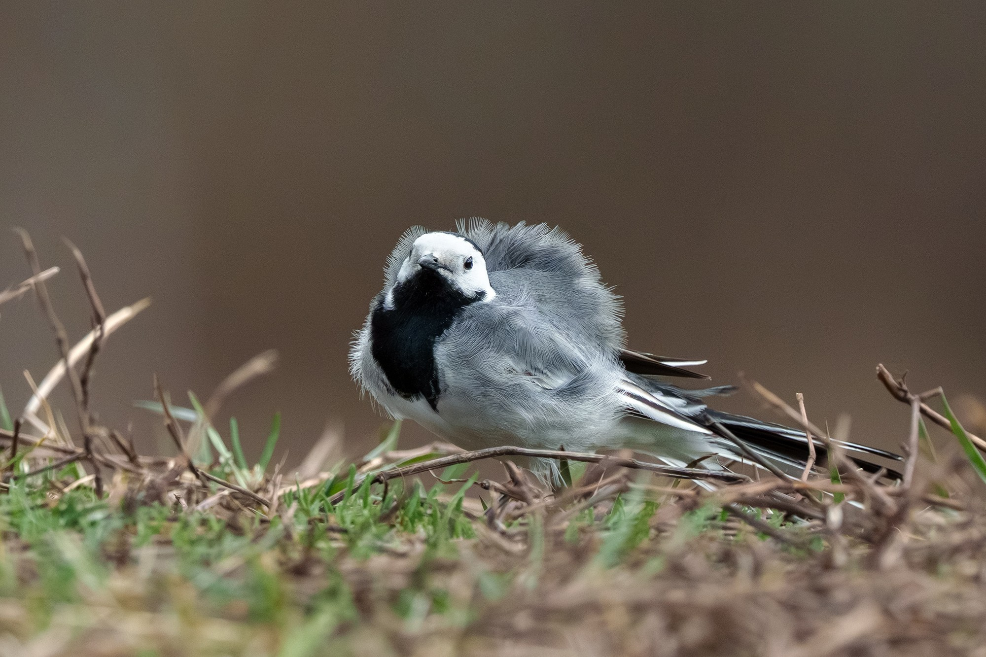 Удивительные мир птиц. Вокруг нас столько прекрасного — присмотритесь!. Ваш личный фотограф Марина Волкова