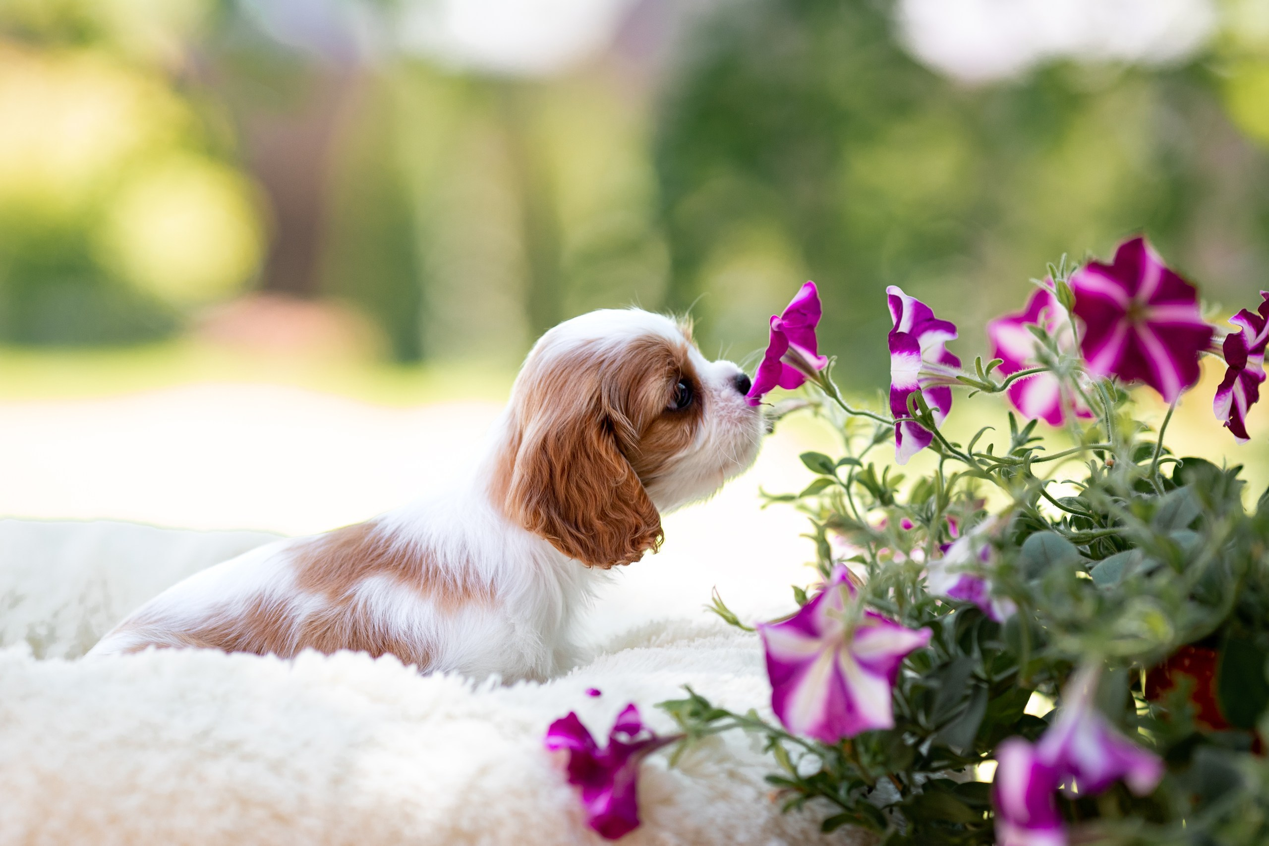 Belle Destino (питомник): щенки. Портретный и репортажный фотограф в Воронеже: Анастасия Пузикова