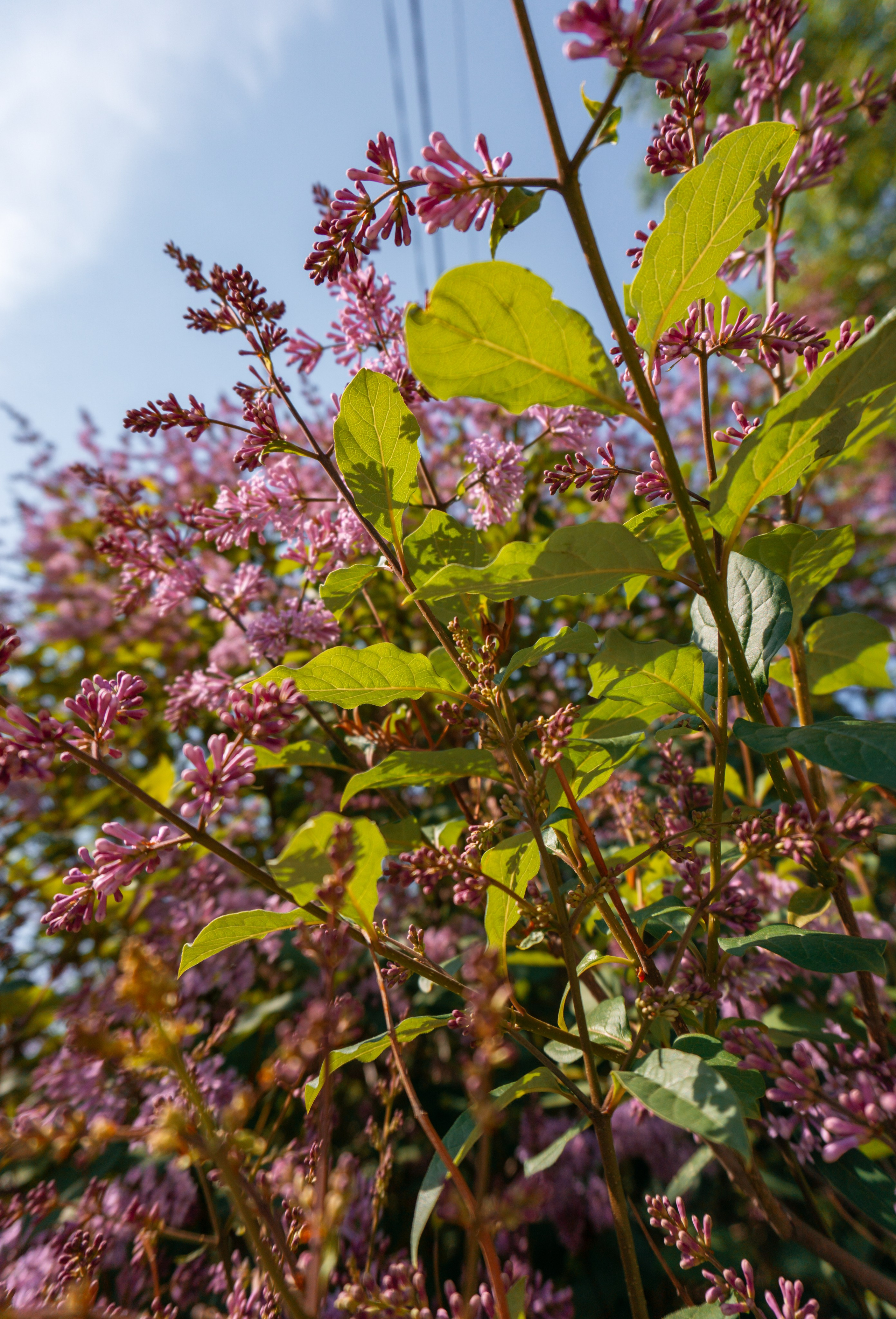 03.06.2025 | Красноярск. Kuznetsov | Фотограф в Красноярске