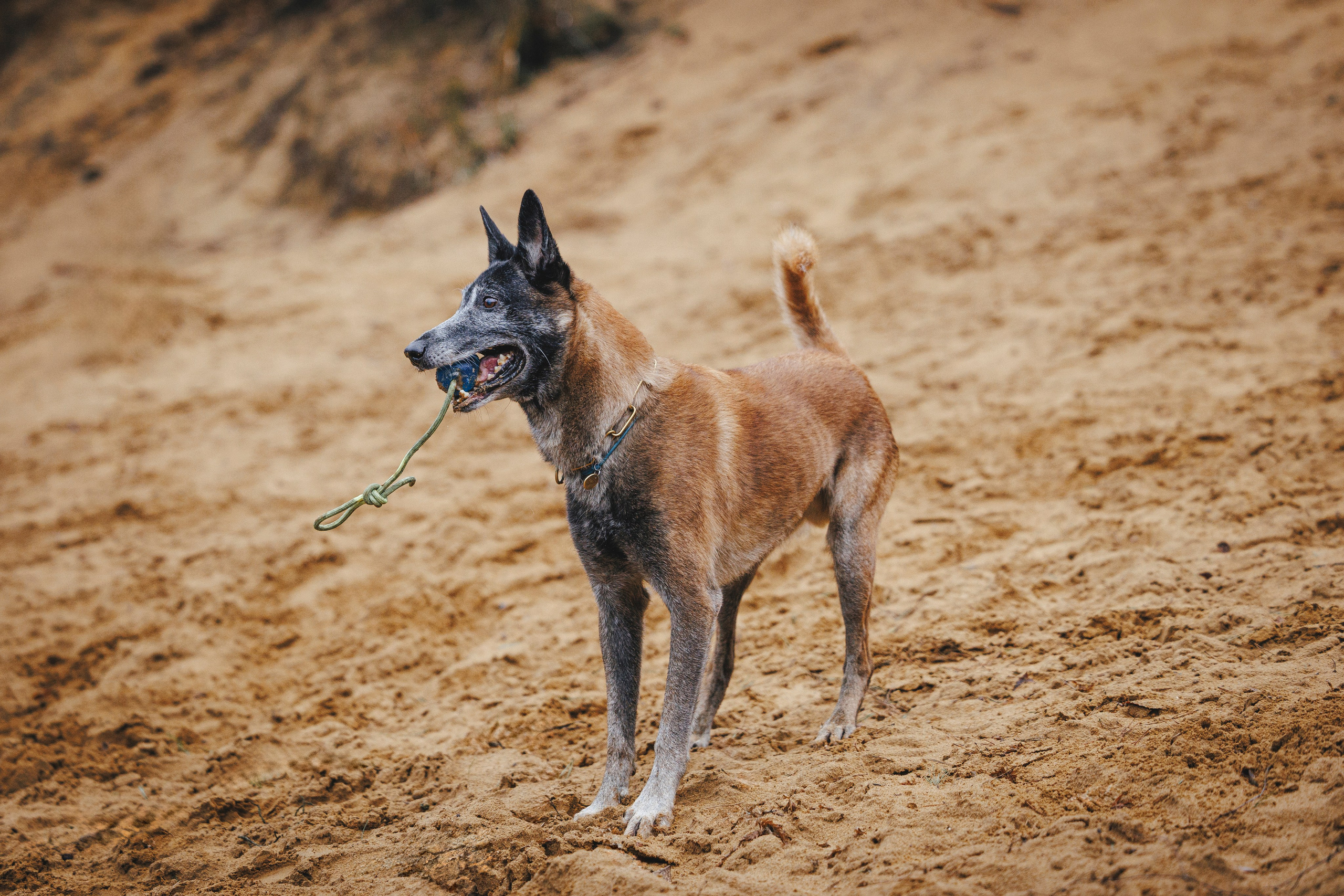 Омен, Айс и Рицу. Фотограф-анималист Анна Маринич