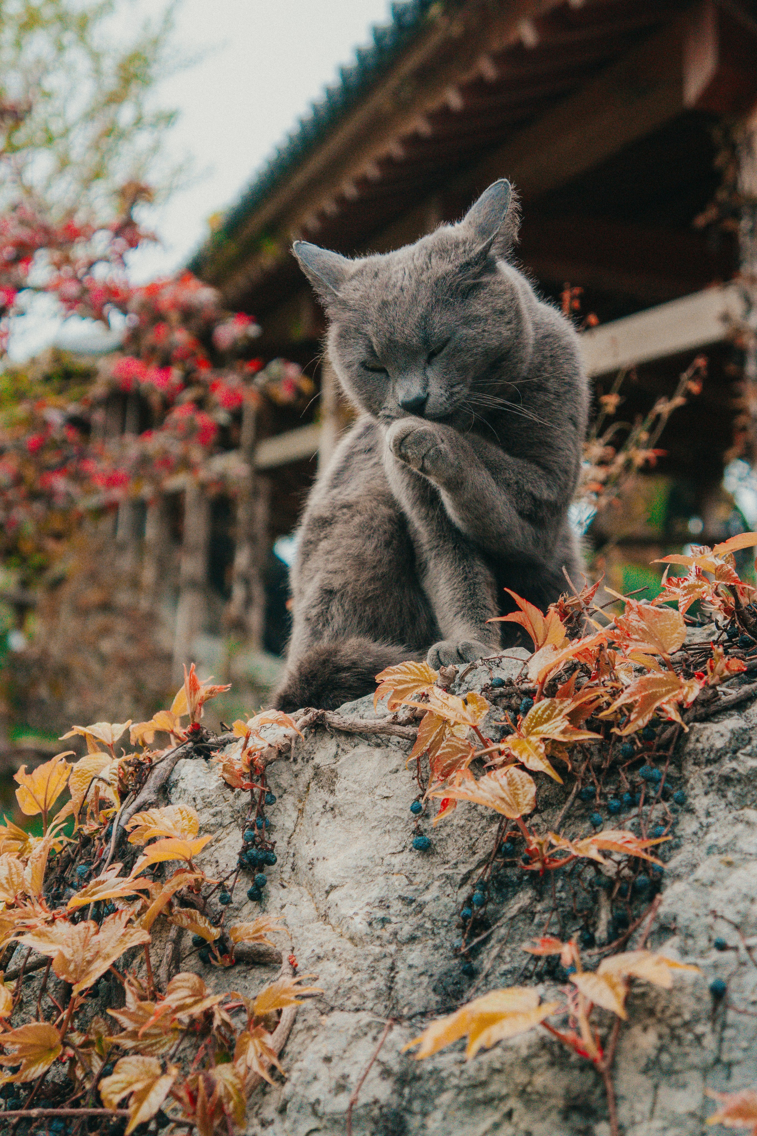 ฅ^•ﻌ•^ฅ. Видеомейкер и фотограф Даниил Гуска