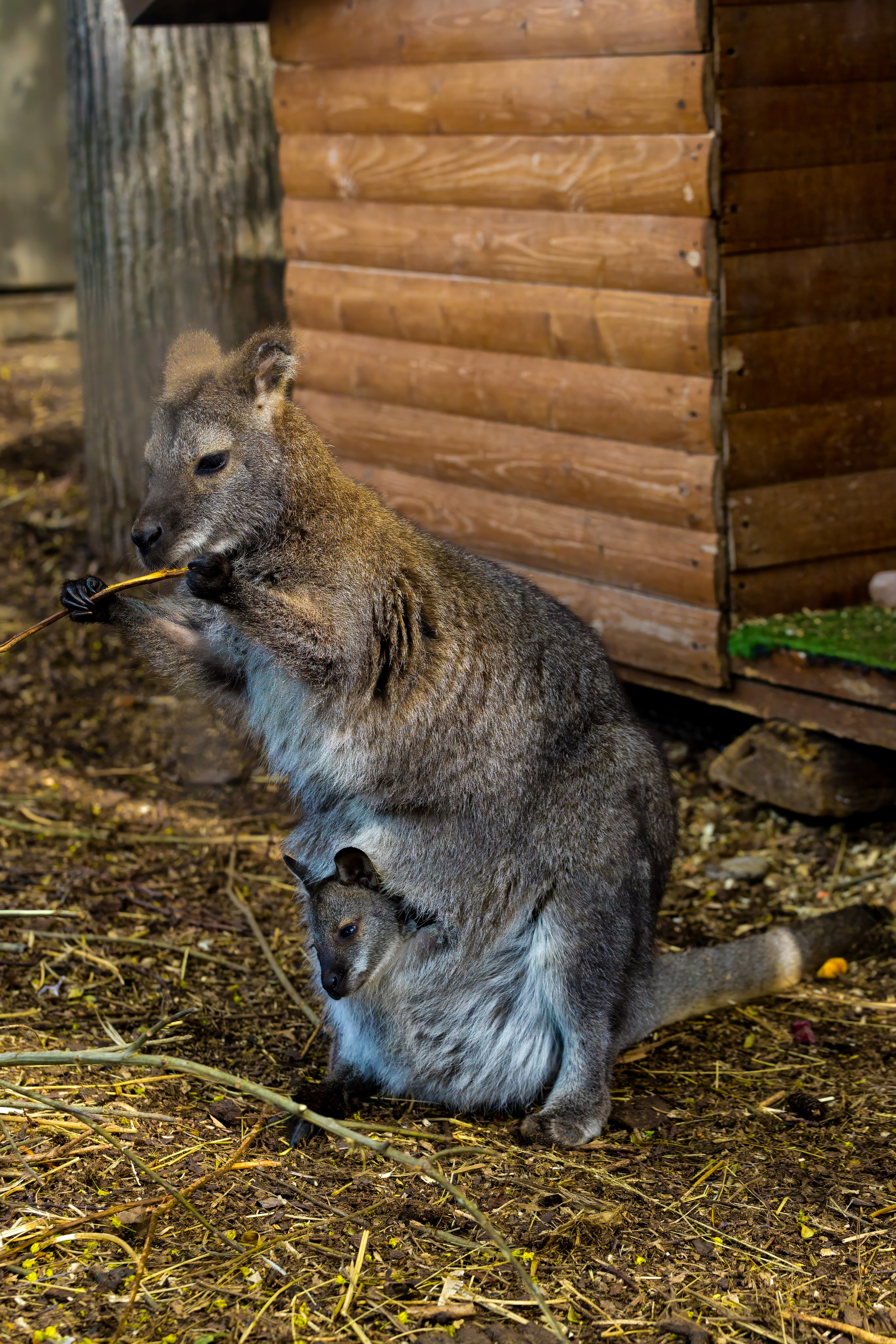Зоопарк. Photomantis