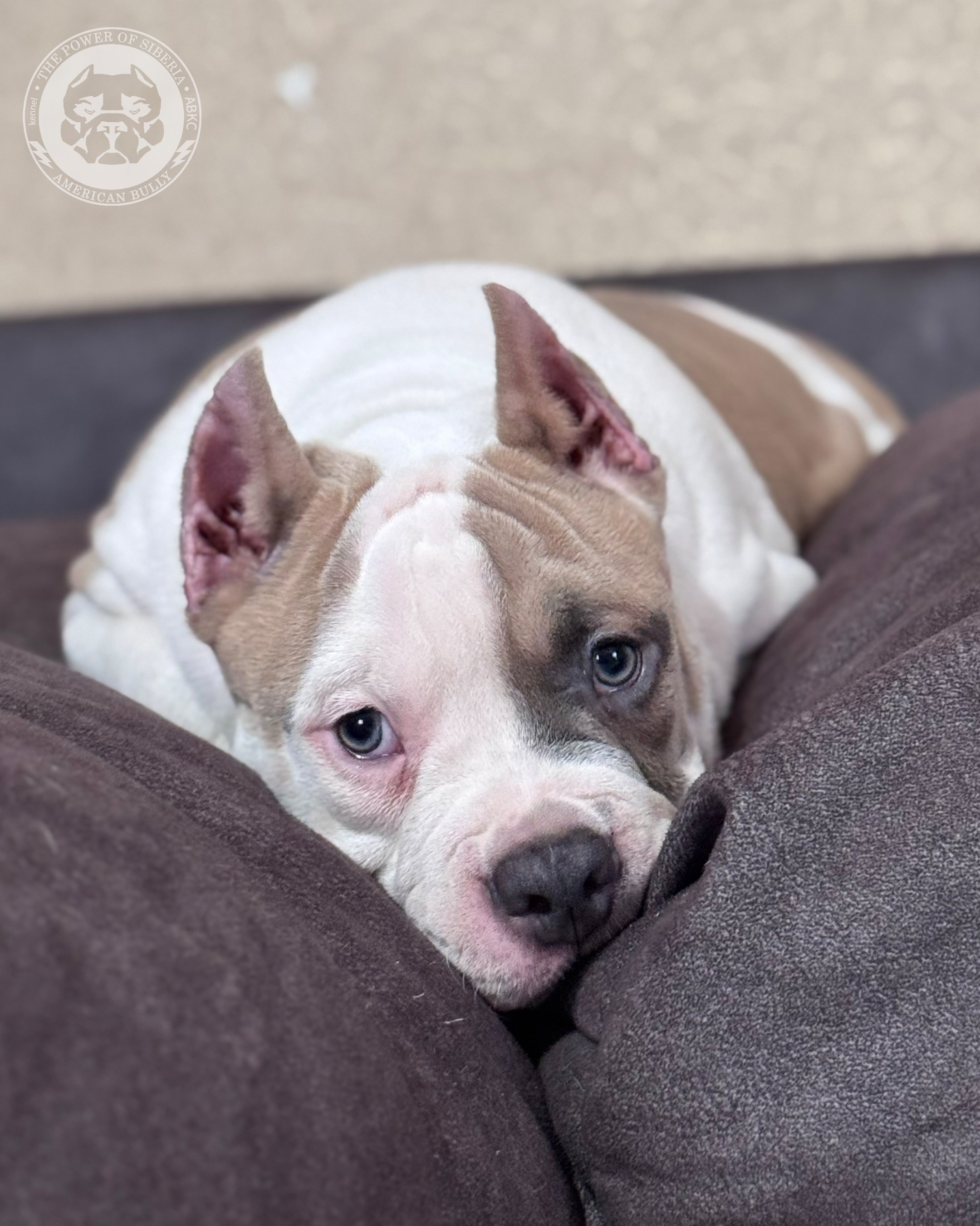 Свободные щенки Американский Булли, в типах покет, классик, стандарт. Американский Булли в г. Ростов-на-Дону. Питомник THE POWER OF SIBERIA