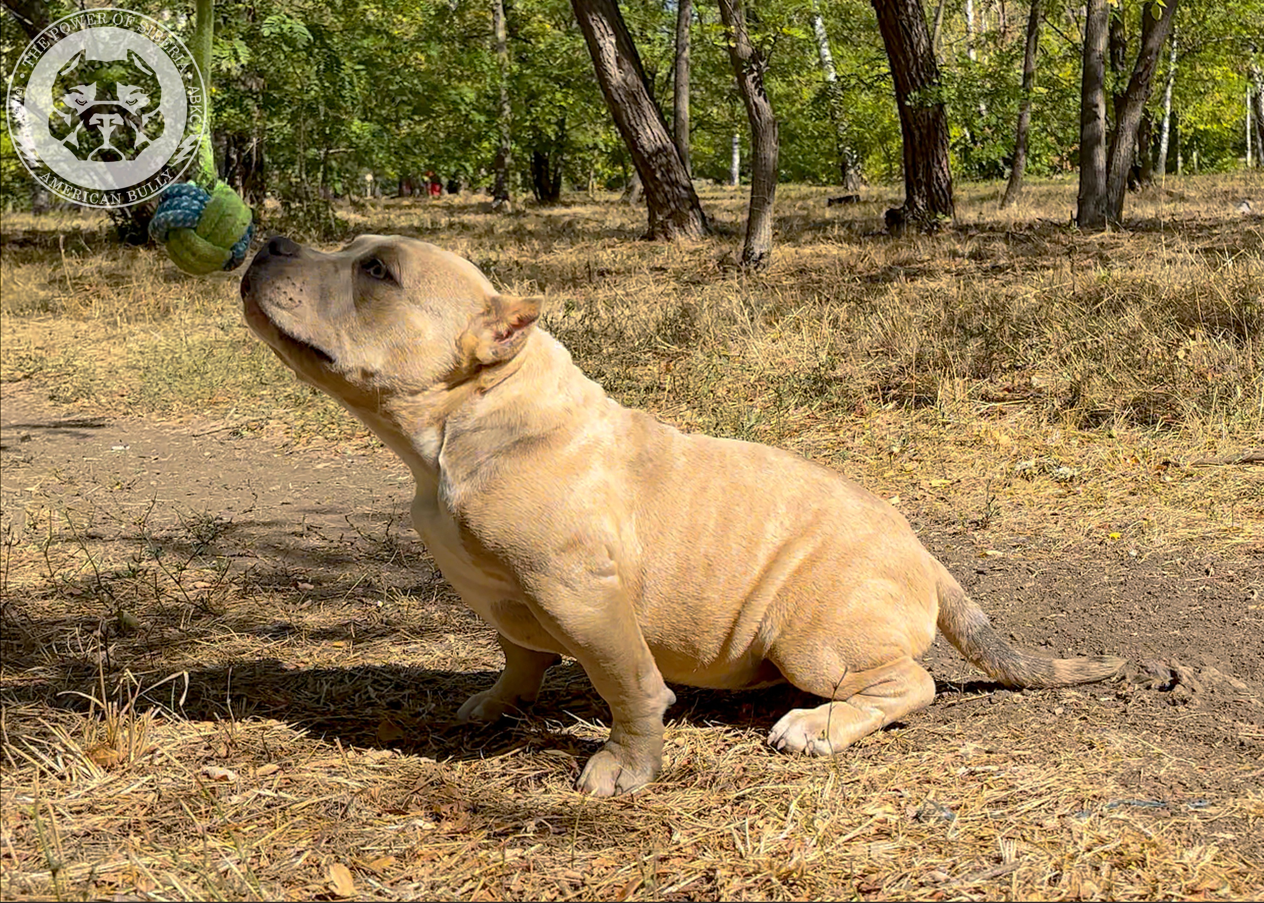 Помет Каспер и Тагира. 21.04.25. Американский Булли в г. Ростов-на-Дону. Питомник THE POWER OF SIBERIA