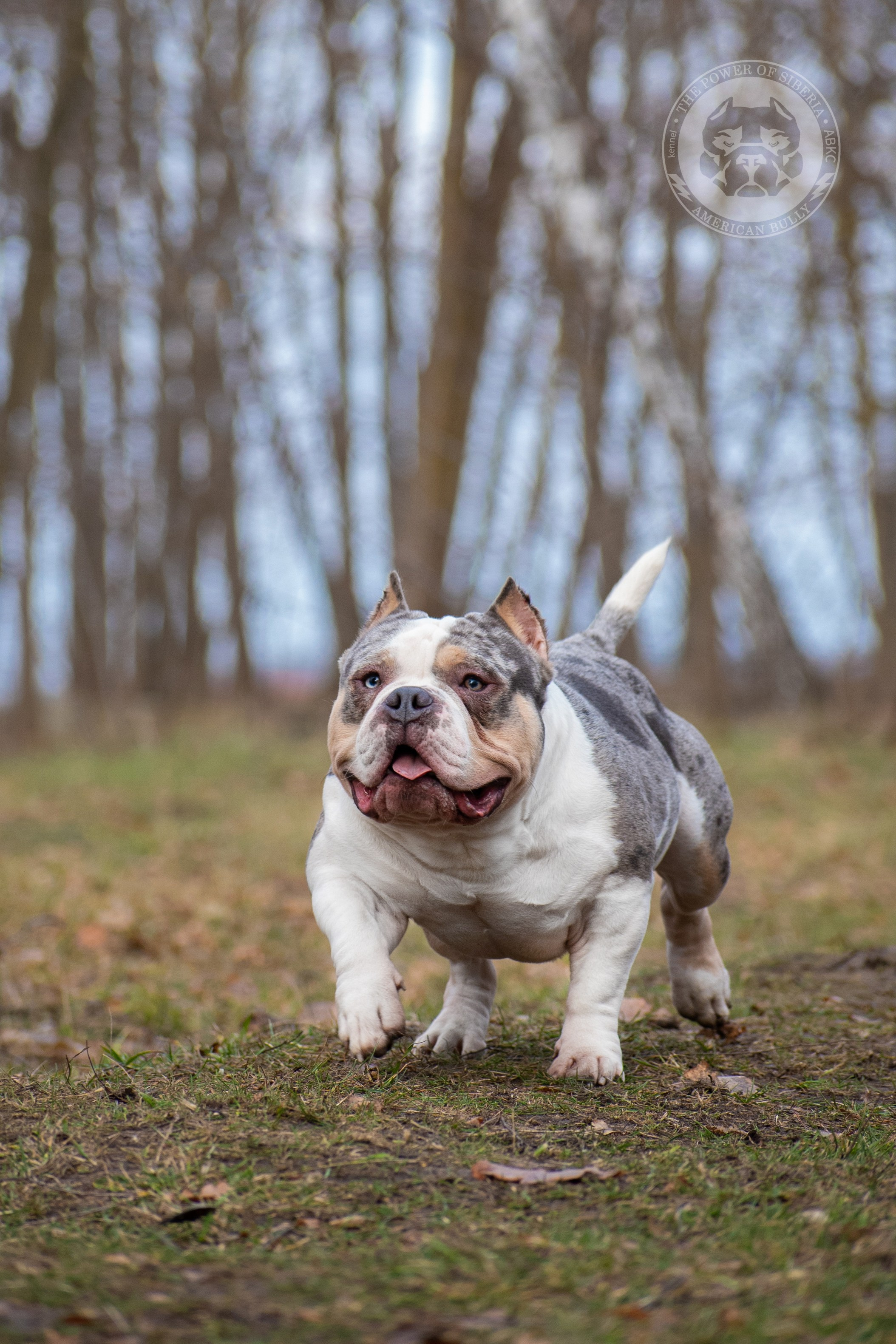 Январские фотографии Каспера (дубль). Американский Булли в г. Ростов-на-Дону. Питомник THE POWER OF SIBERIA