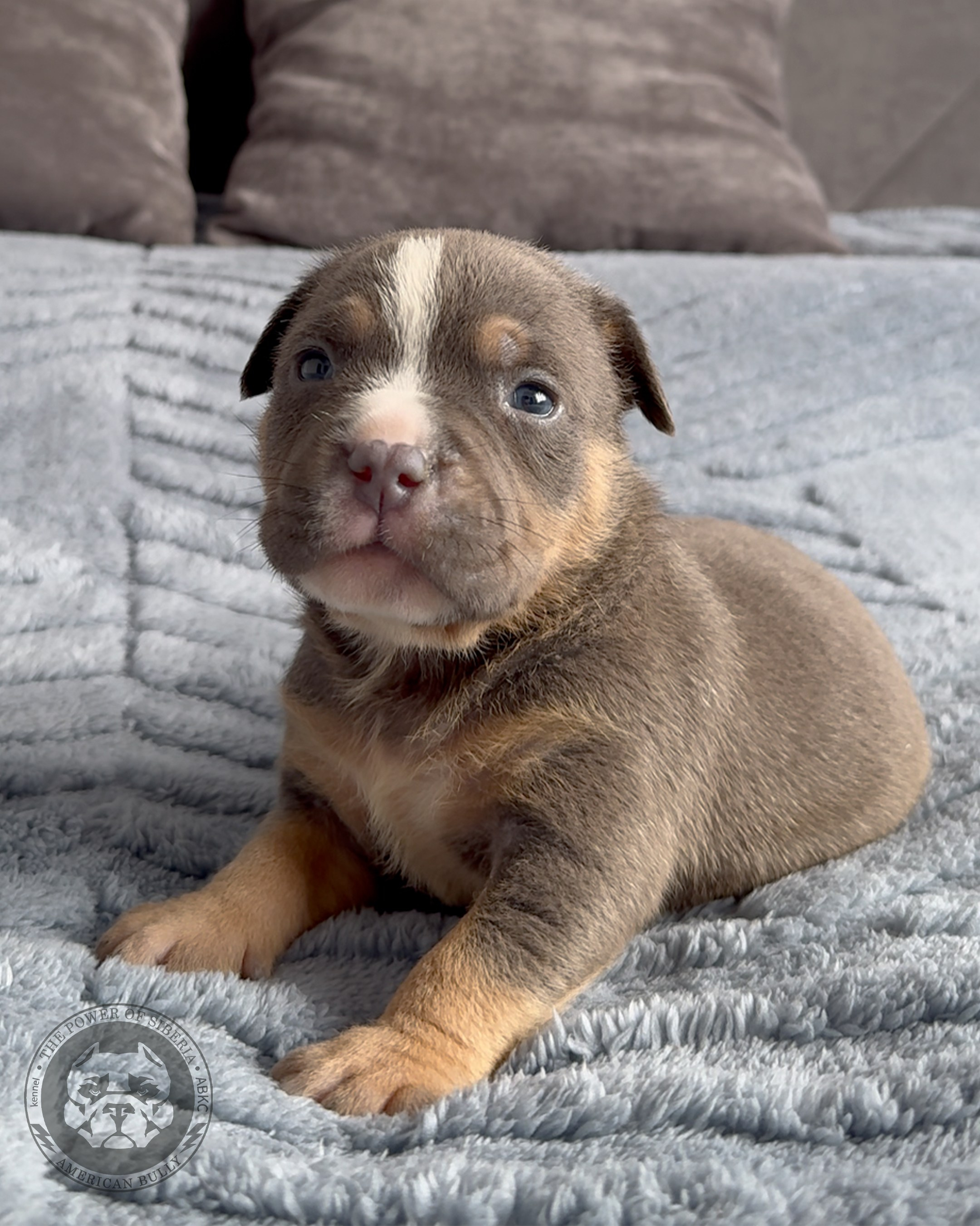 Свободные щенки Американский Булли, в типах покет, классик, стандарт. Американский Булли в г. Ростов-на-Дону. Питомник THE POWER OF SIBERIA