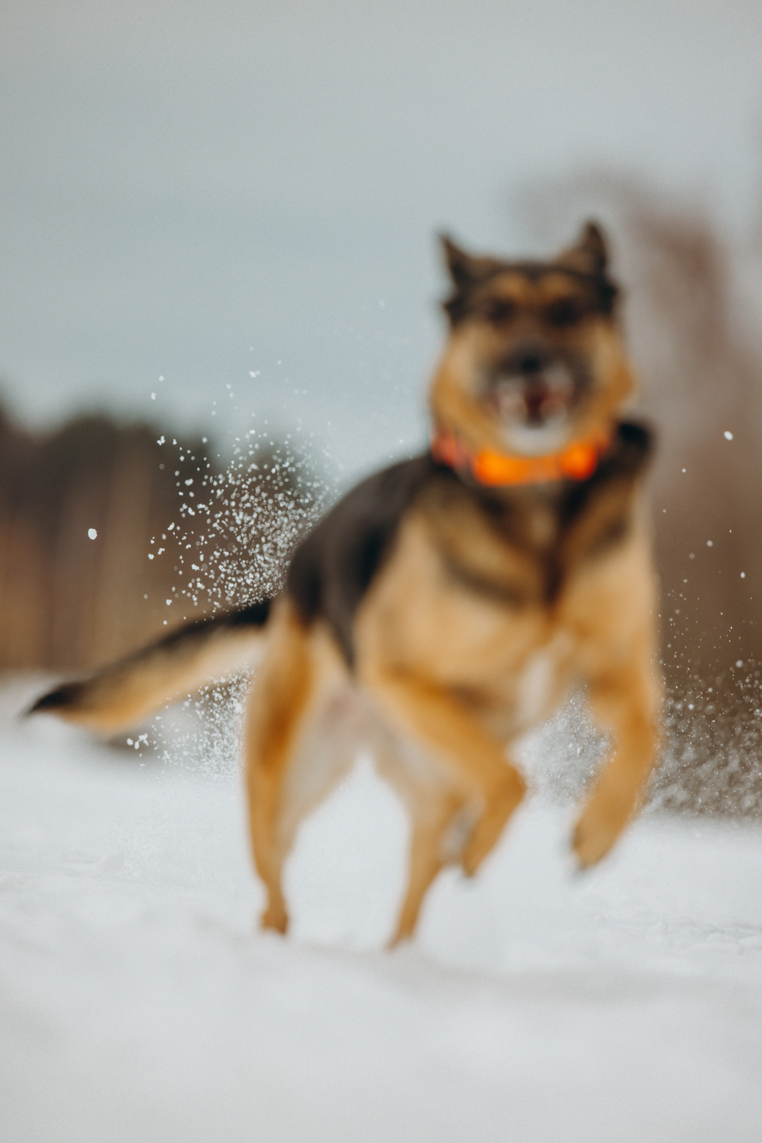 Ника, Матиша и Герда. Фотограф-анималист в Москве Лера Черноног