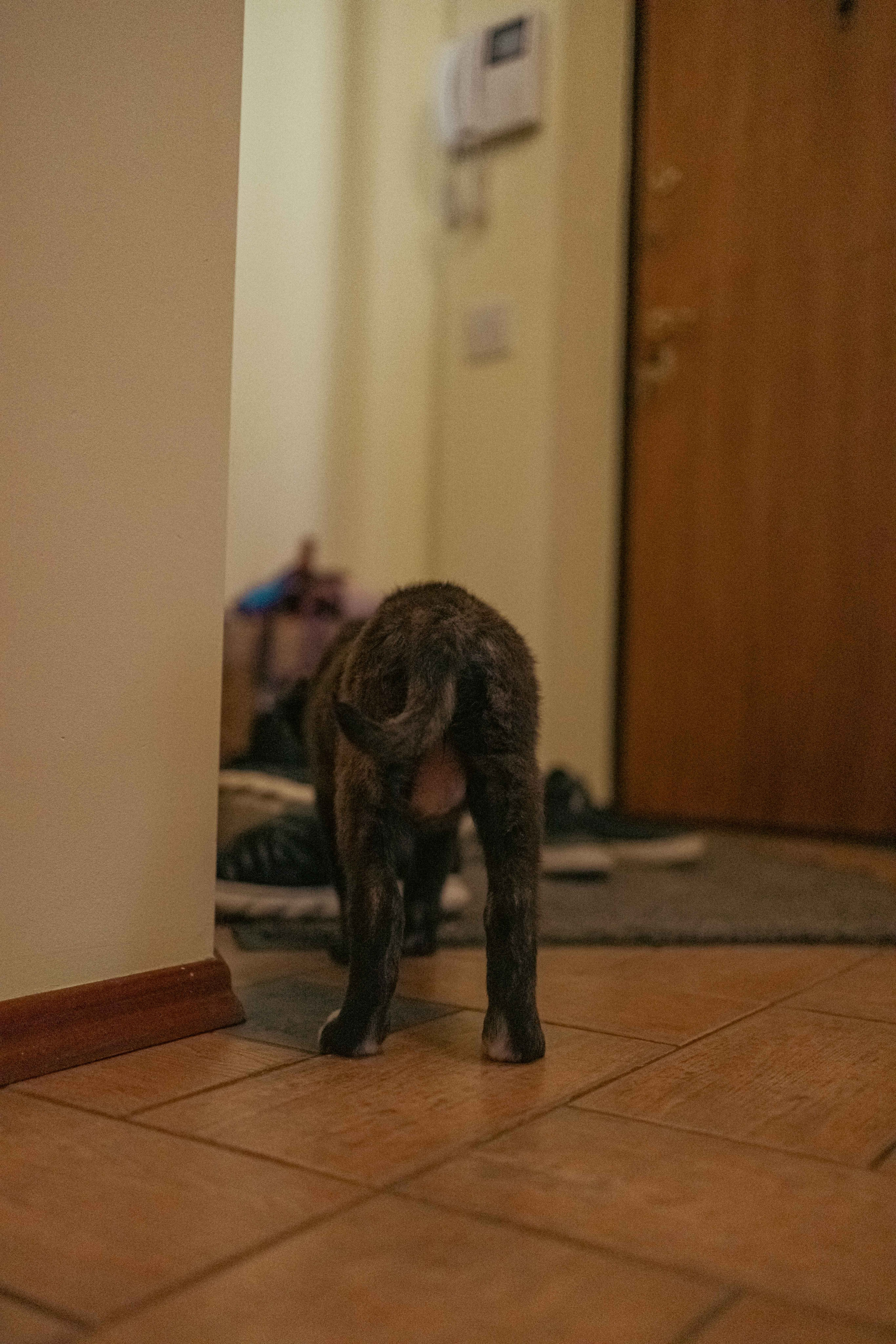 Гайка. Фотограф-анималист в Москве Лера Черноног