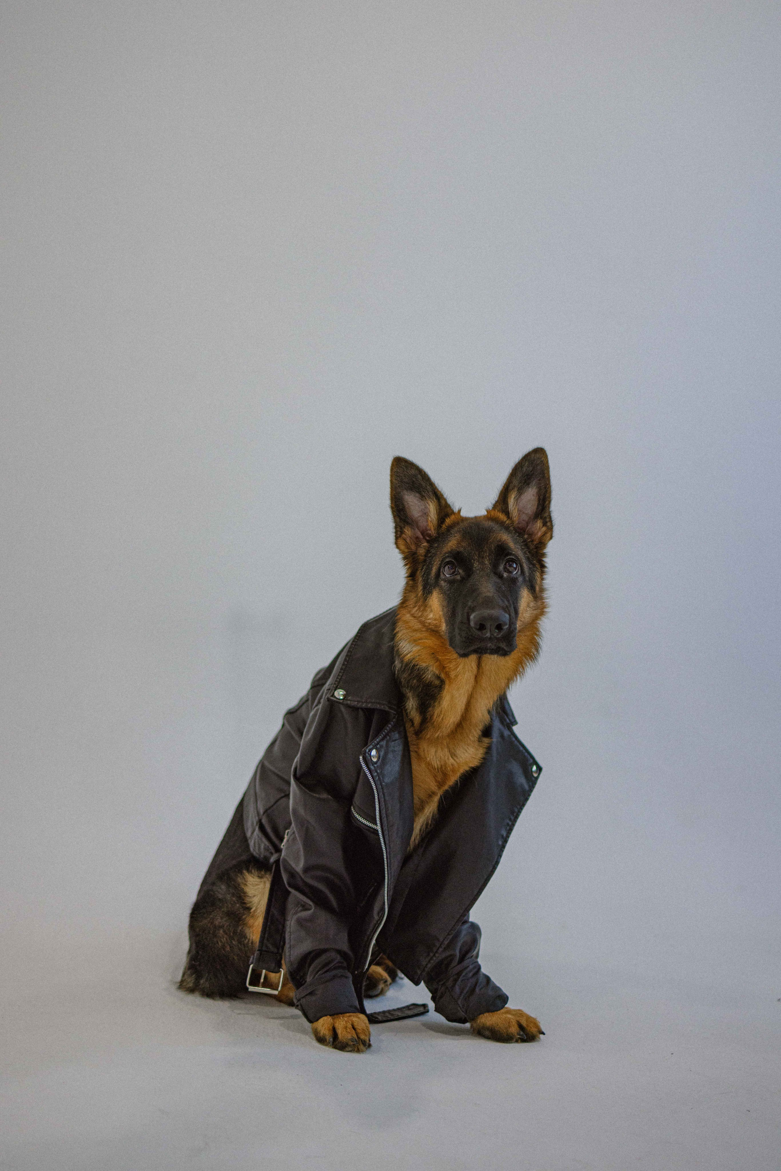 Ася и Буся. Фотограф-анималист в Москве Лера Черноног