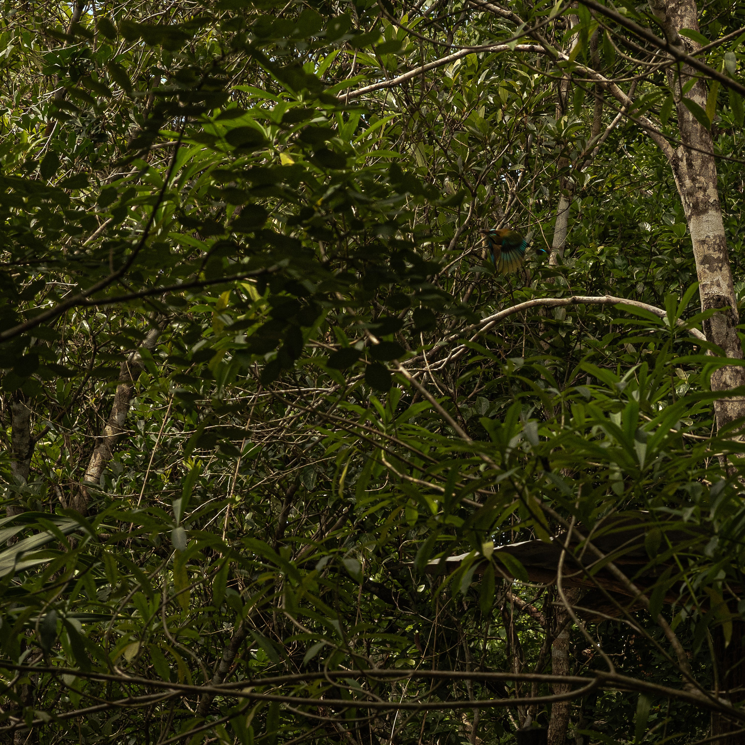 Momotus Azul. Margarita Rodionova — a contemporary lens-based artist currently working in Cancun, Mexico