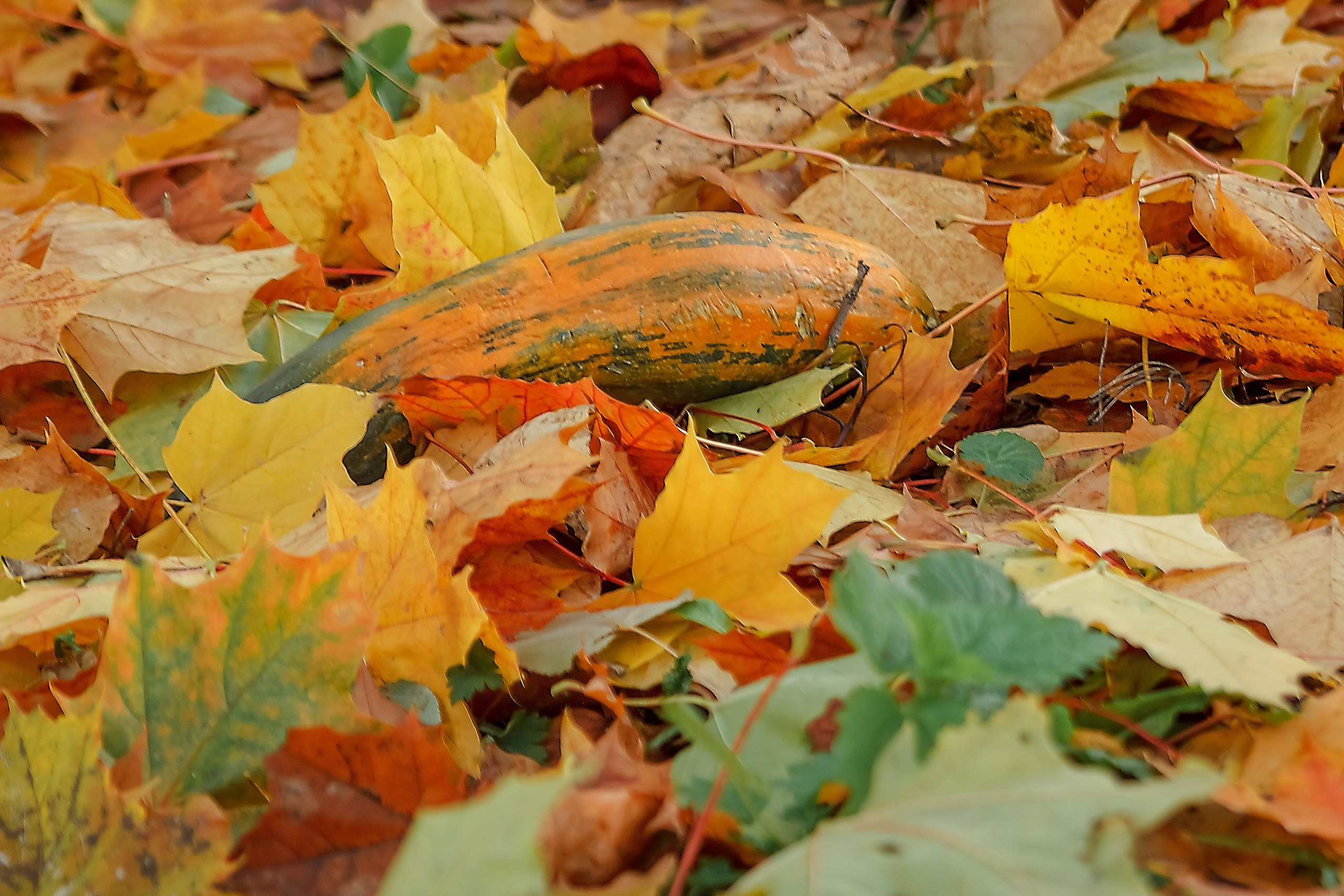 Великое в Малом. Аmat Victoria Сuram