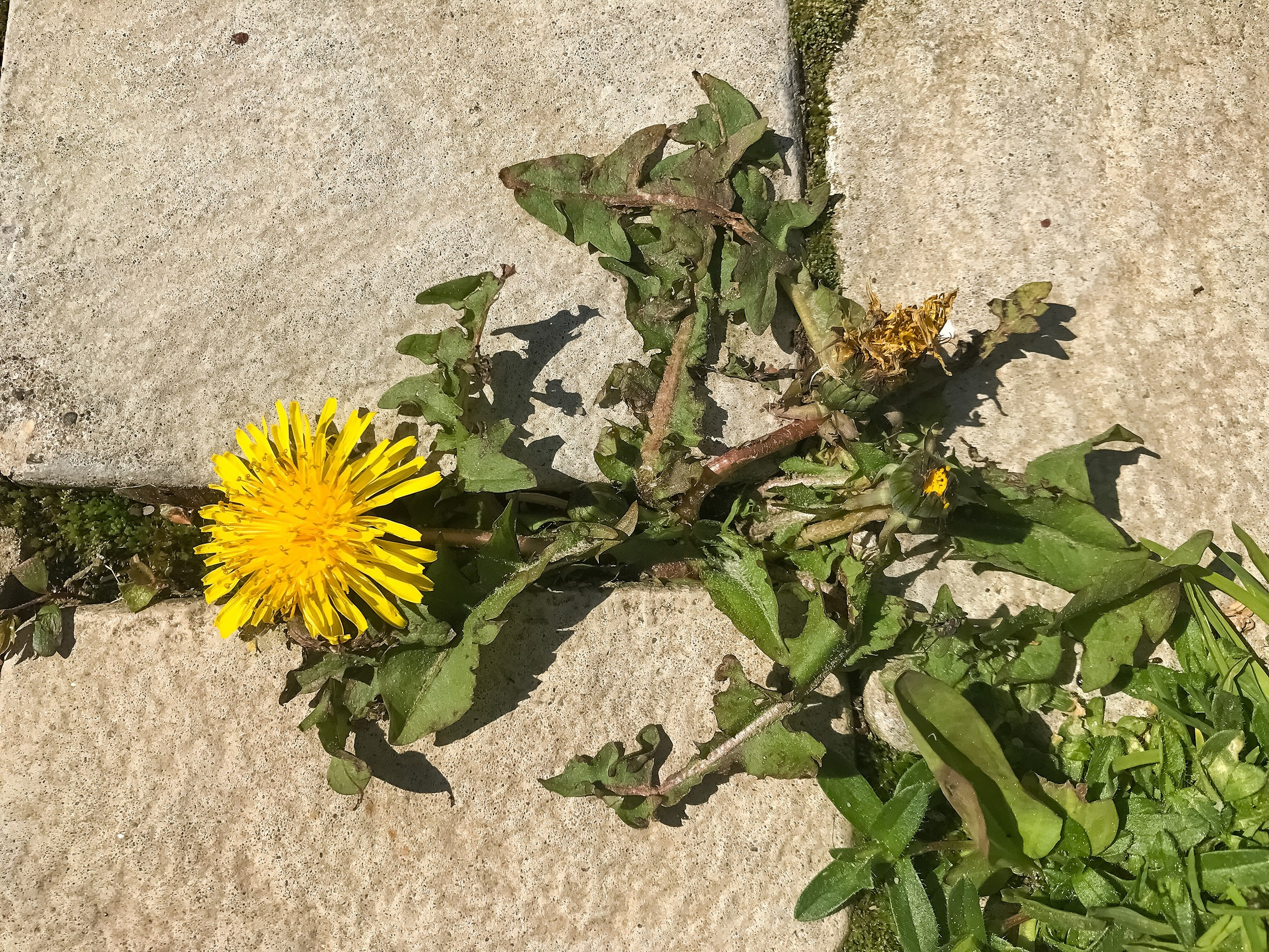 Не отступай и не сдавайся. Аmat Victoria Сuram