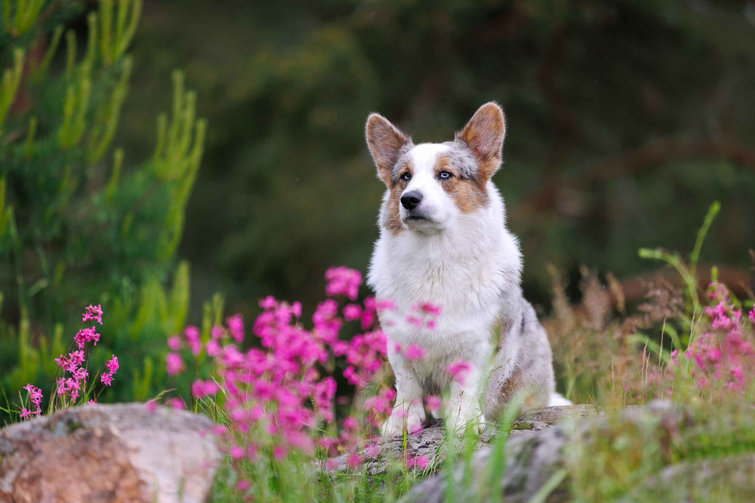 Фотограф-анималист в Москве и Московской области Татьяна Фролова