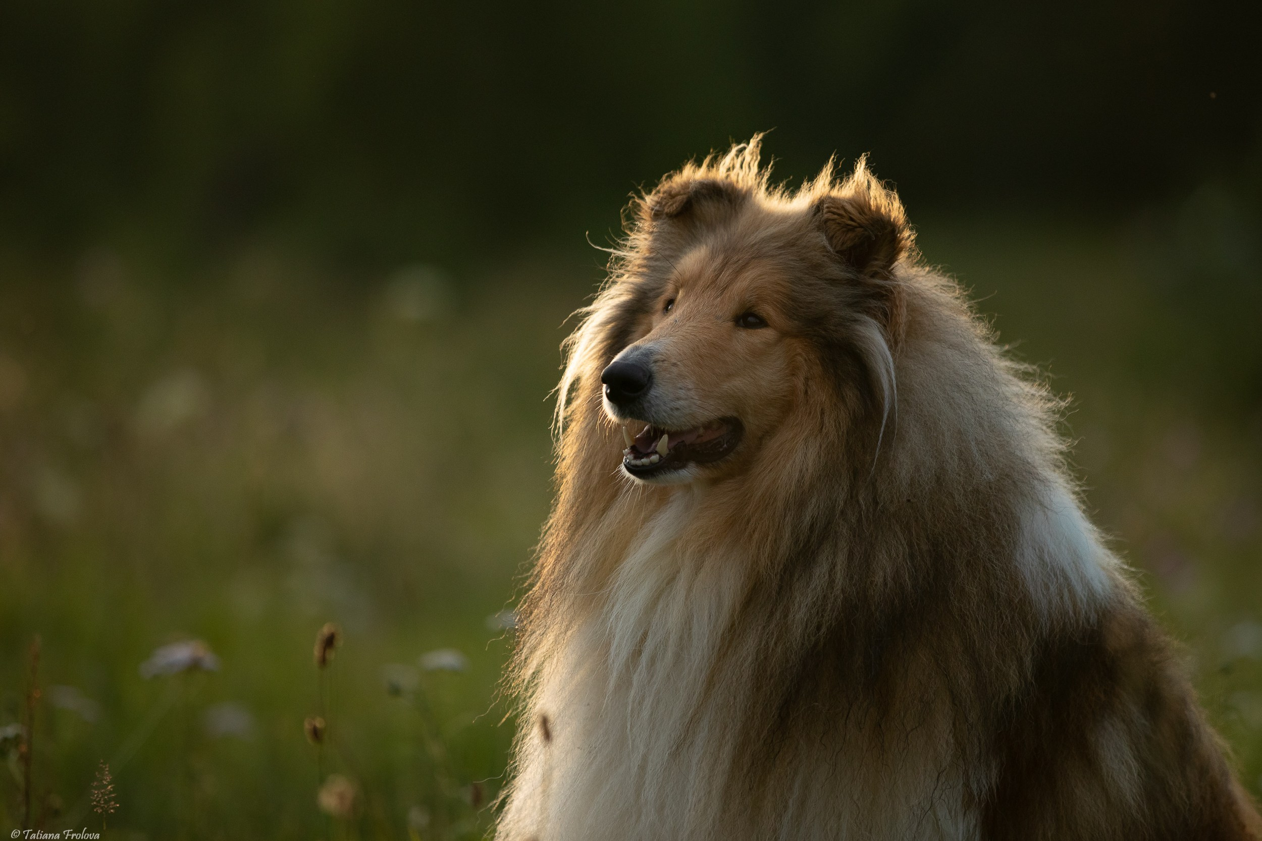 Фотопрогулка для нескольких собак загородом. Фотограф-анималист в Москве и Московской области Татьяна Фролова