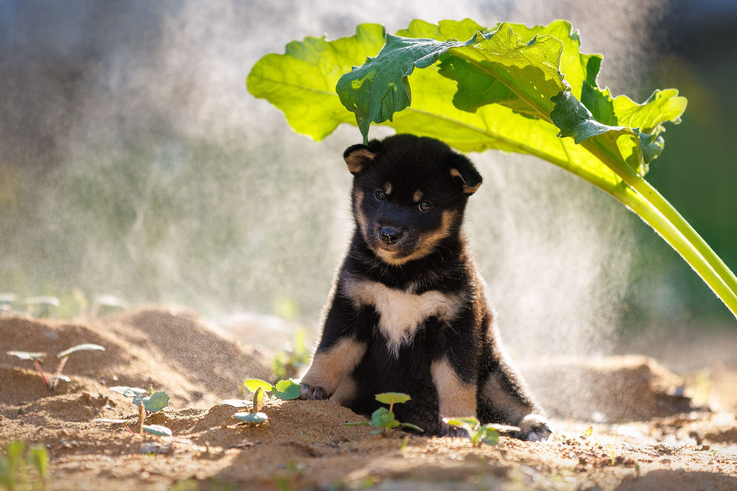 Фотограф-анималист в Москве и Московской области Татьяна Фролова