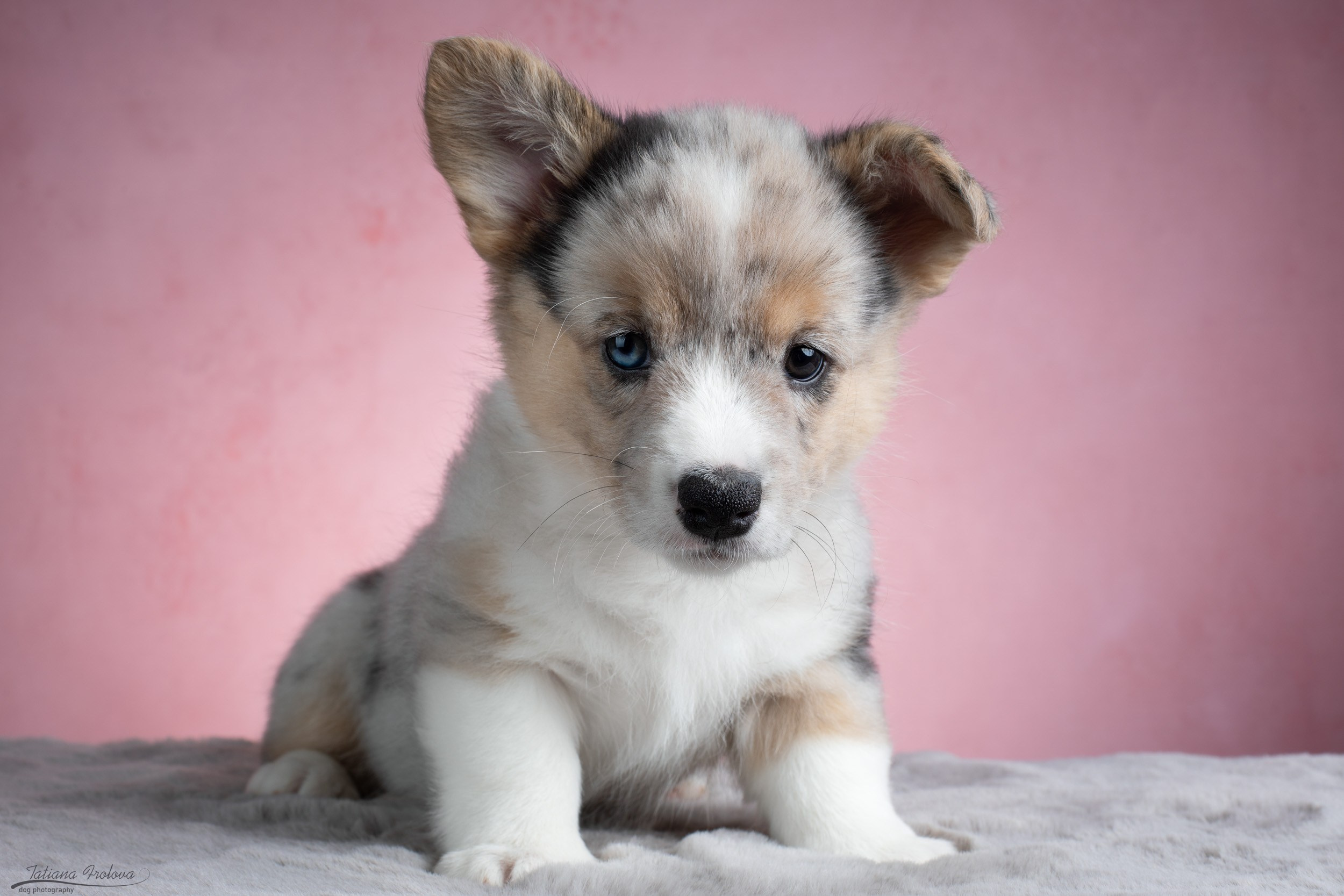 Съемка щенков на розовом фоне. Фотограф-анималист в Москве и Московской области Татьяна Фролова