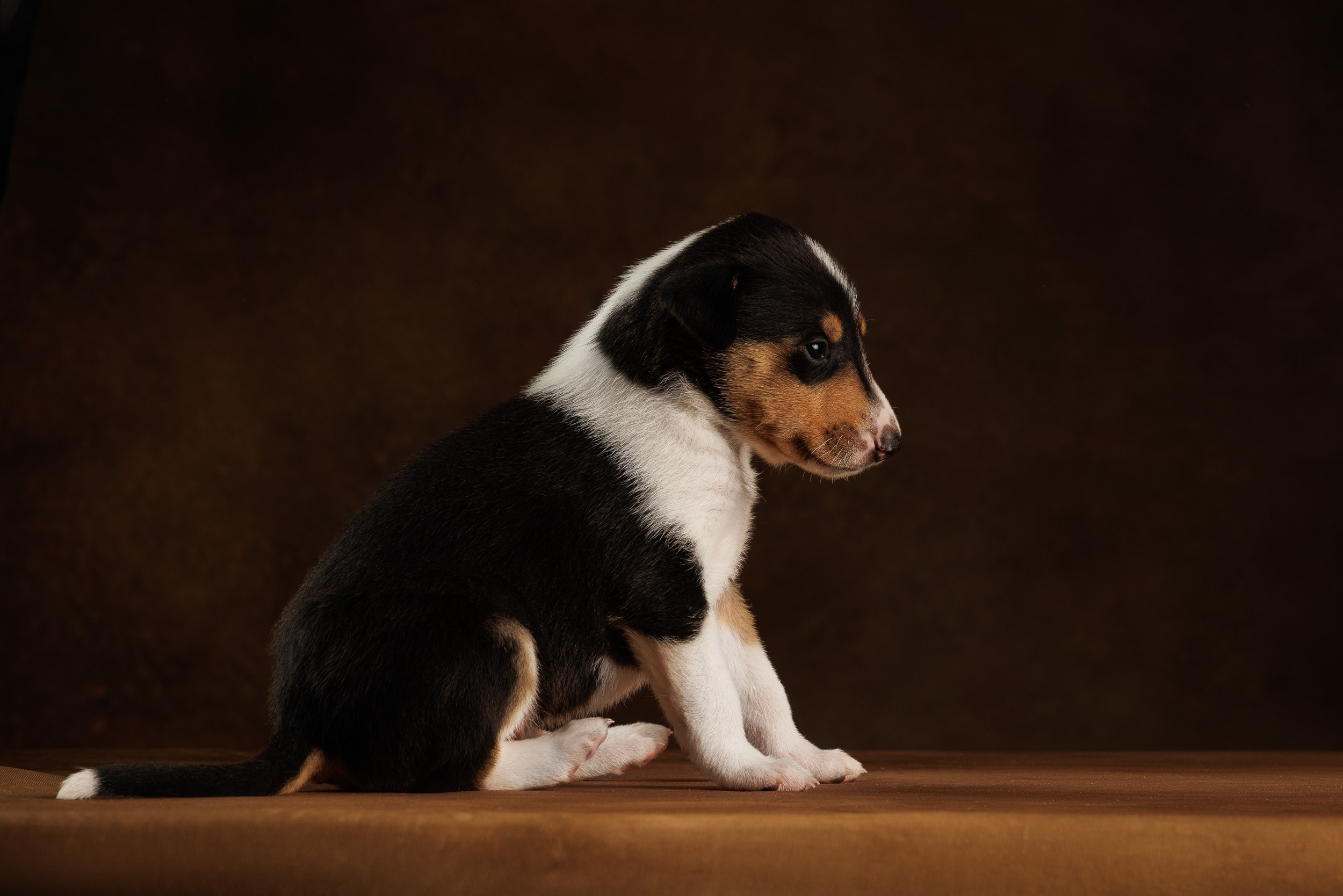 Триколор на коричневом. Фотограф-анималист в Москве и Московской области Татьяна Фролова
