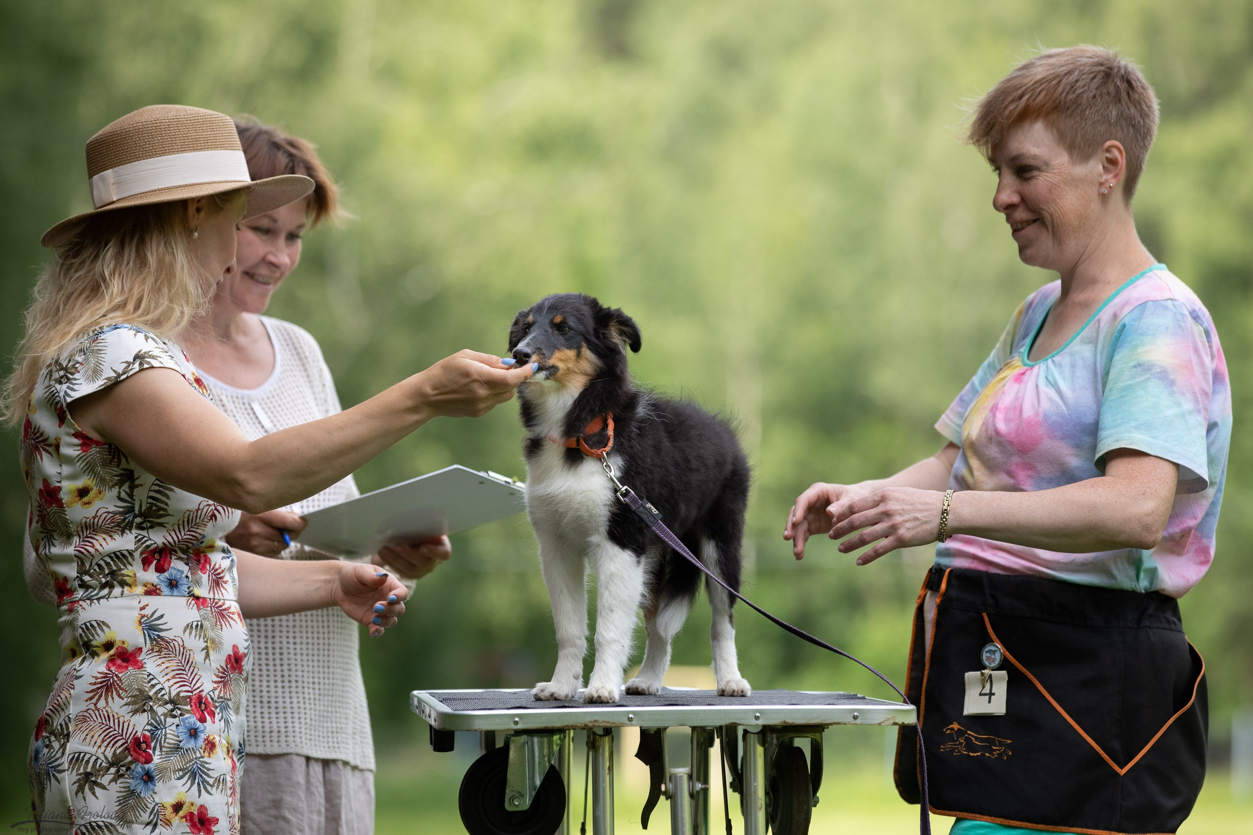Репортаж с выводки молодняка колли/шелти в Ясенево. Фотограф-анималист в Москве и Московской области Татьяна Фролова